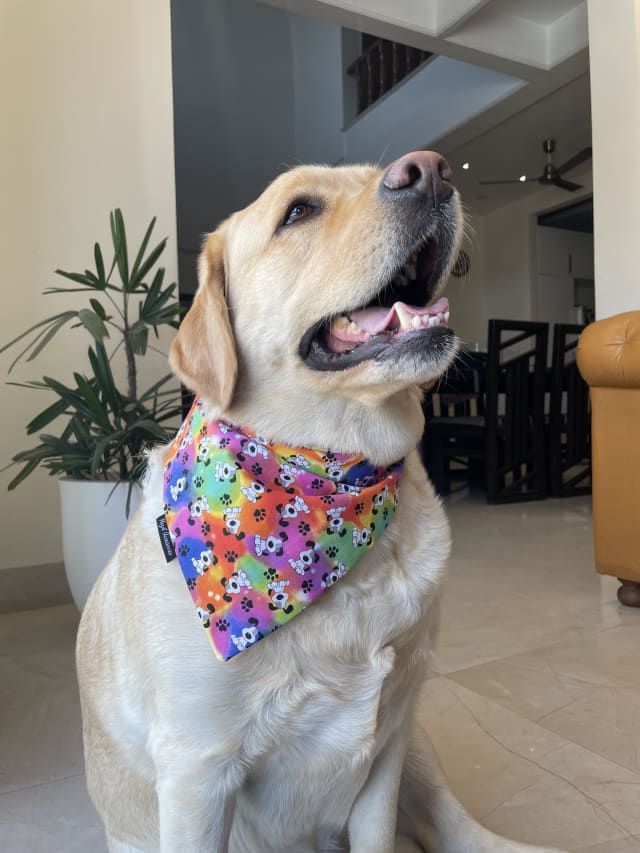 Pawsitive Vibes tie on Bandana