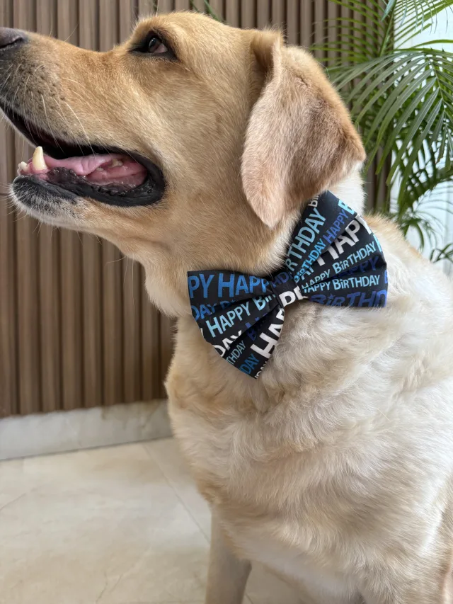 Big Day Bow Tie