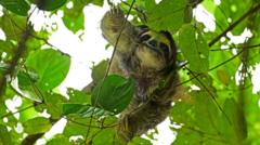 Dozens of sloths died before opening of Sloth World attraction in Florida