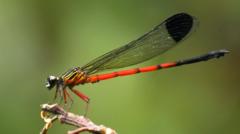 Dragonflies in distress: Scientists sound alarm in India's ecological hotspot