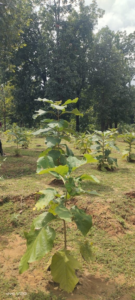 वन विकास निगम का बड़ा अभियान, लाखों पौधों से सजा बिलासपुर