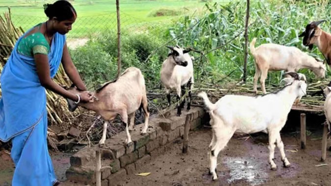 ग्लोबल विजन के साथ भटगांव में तैयार होगा छत्तीसगढ़ का पहला बकरी हब