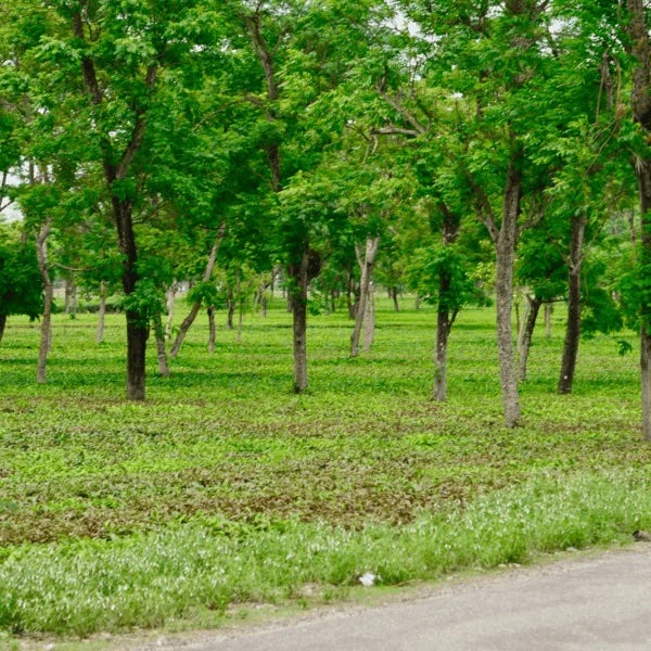 हरियर छत्तीसगढ़ अभियान में मियावकी तकनीक की अहम भूमिका