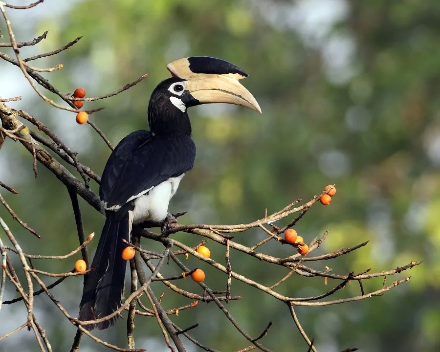 स्थानीय समुदायों की भागीदारी से सफल संरक्षण मॉडल