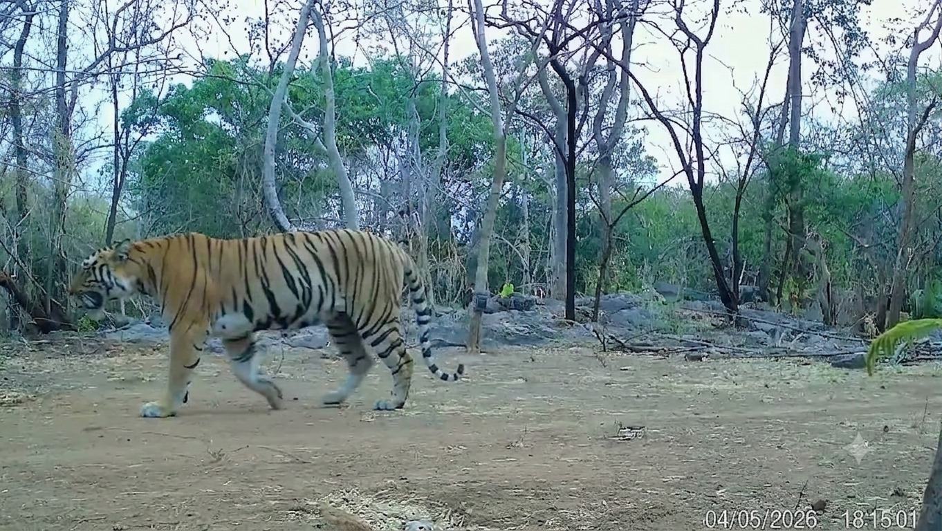 बाघिन की गतिविधियों से क्षेत्र में बढ़ी उम्मीदें