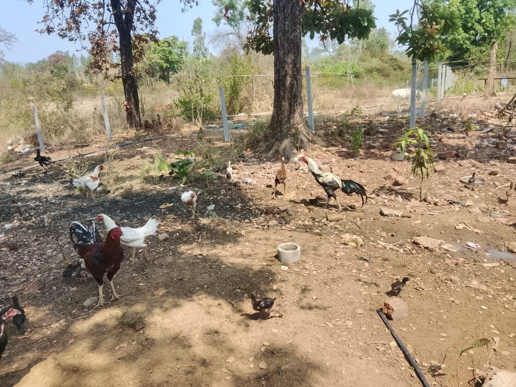 किसान क्रेडिट कार्ड योजना से स्वरोजगार का सपना हुआ साकार