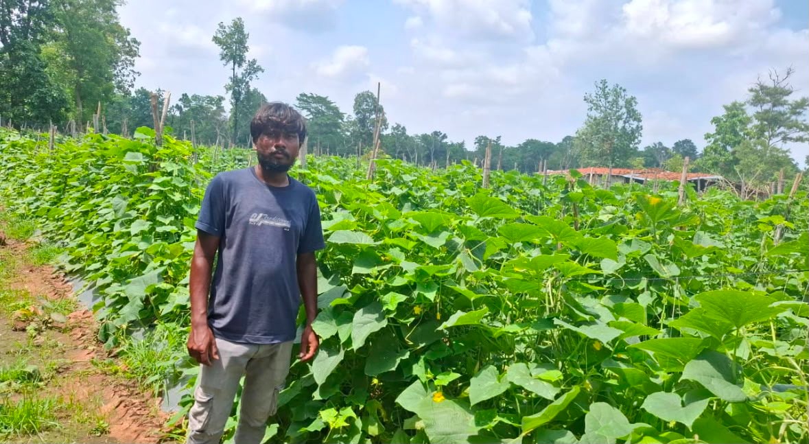 कम लागत, बेहतर उत्पादन और अधिक मुनाफा दे रही खीरे की खेती