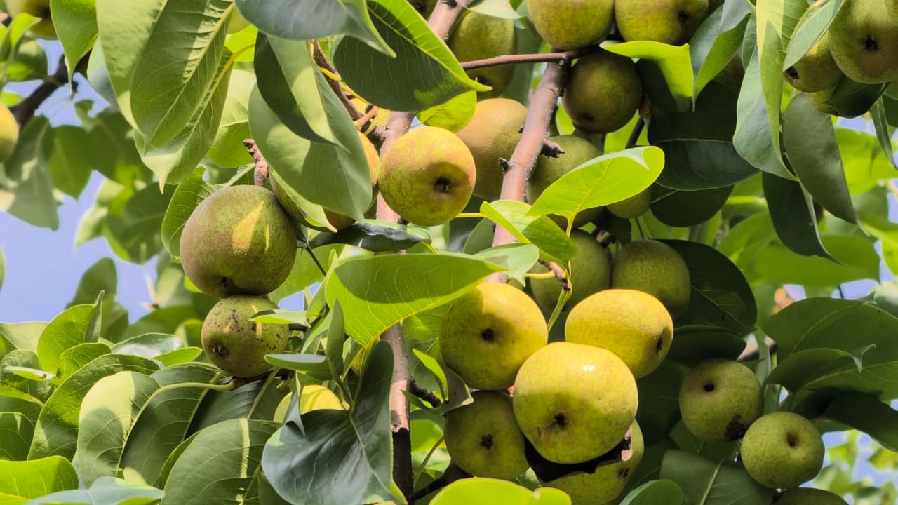 किसानों की रचनात्मक सोच को मिला सरकारी योजनाओं का मजबूत साथ