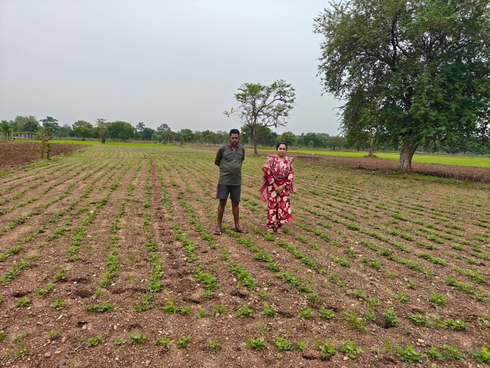 कम पानी में अधिक लाभ: किसानों ने चुनी मूंगफली की खेती