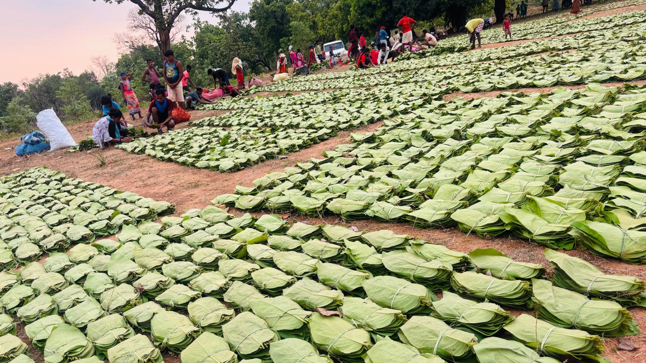 गीदम समिति ने रचा इतिहास, रिकॉर्ड कीमत पर बिका तेंदूपत्ता