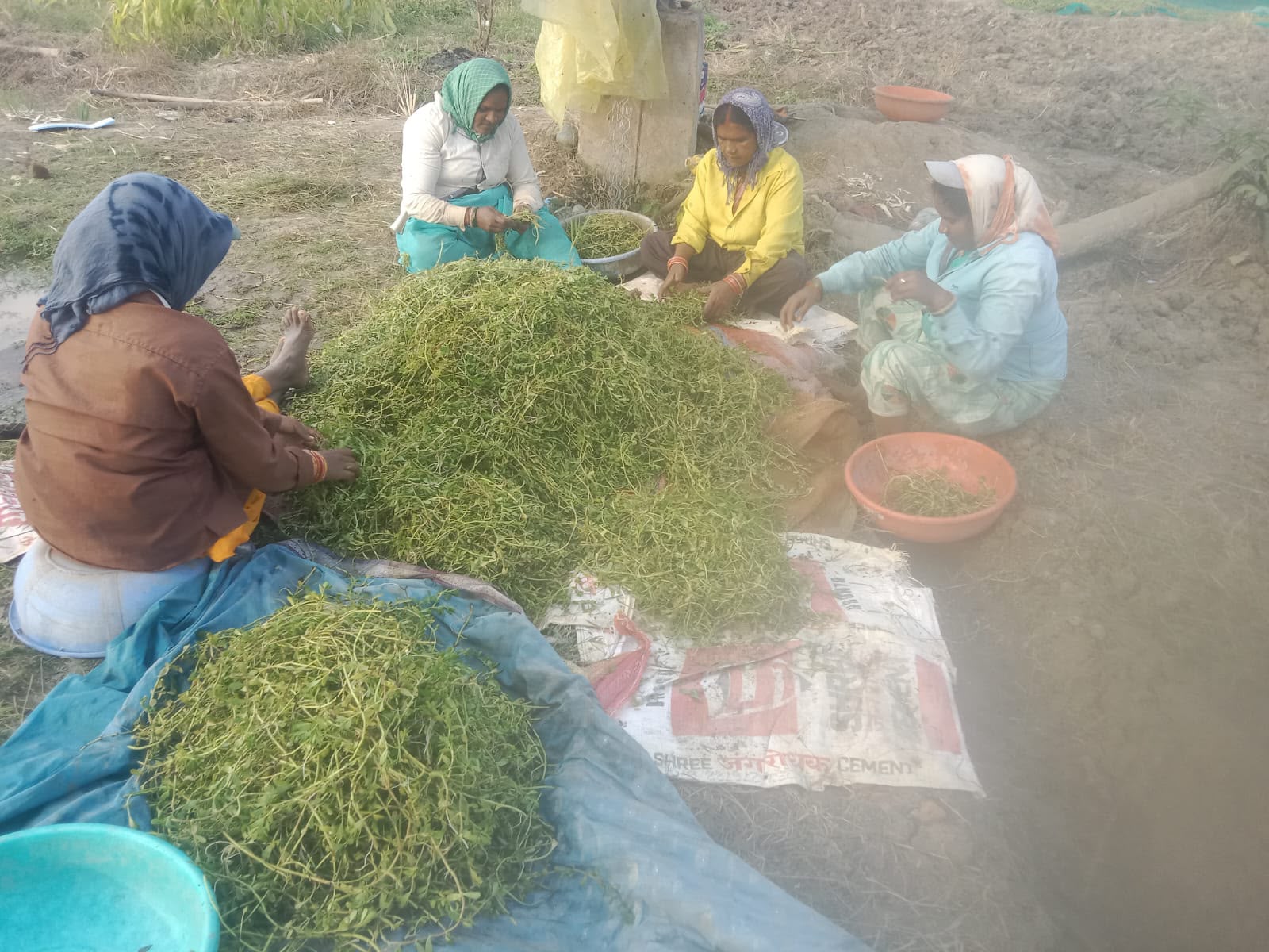 महिला समूहों ने औषधीय खेती से लिखी आर्थिक सशक्तिकरण की नई इबारत
