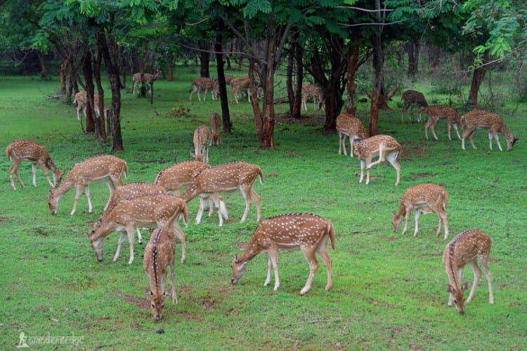 जंगल सफारी में वन्यजीवों के बीच यादगार सफर का अनोखा अनुभव