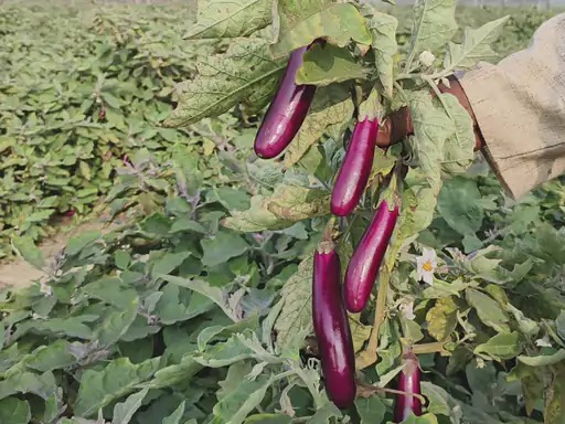 उद्यानिकी विभाग के मार्गदर्शन में किसान ने हासिल की ग्राफ्टेड खेती में बड़ी सफलता