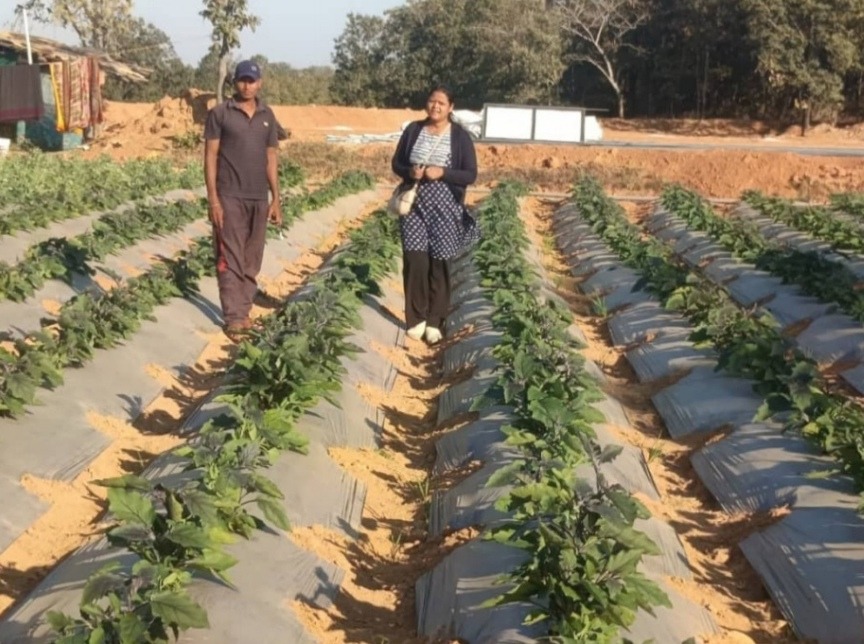 उद्यानिकी विभाग के मार्गदर्शन में किसान ने हासिल की ग्राफ्टेड खेती में बड़ी सफलता