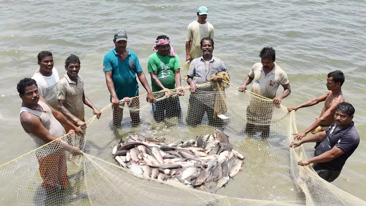 किसानों की बदल रही तकदीर, प्रधानमंत्री मत्स्य संपदा योजना से मछली पालन बना समृद्धि का नया मॉडल