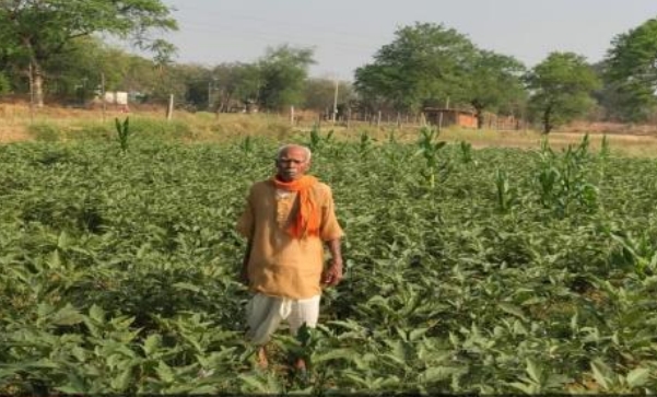 कम क्षेत्र में बेहतर उत्पादन, ग्राफ्टेड बैंगन की खेती से किसान को मिला आर्थिक लाभ