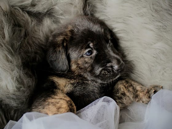 Happy puppy that found a home through PNW Pet Finder