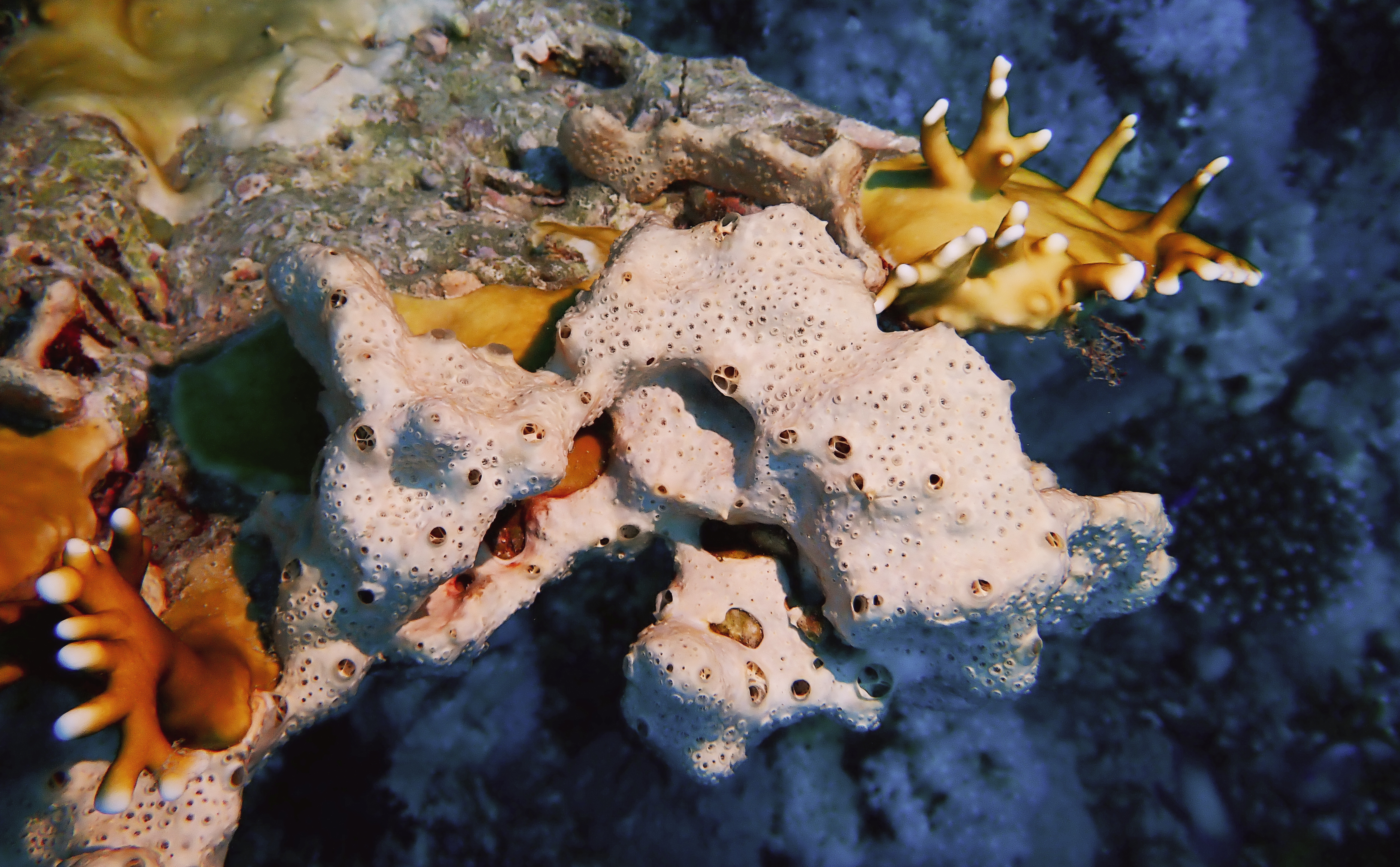 https://res.cloudinary.com/dt3d6t2ay/image/upload/v1670157729/obsidian/Egypte%20Nov%202022/Sponges/E%CC%81ponge_blanche_f2u8sm.jpg