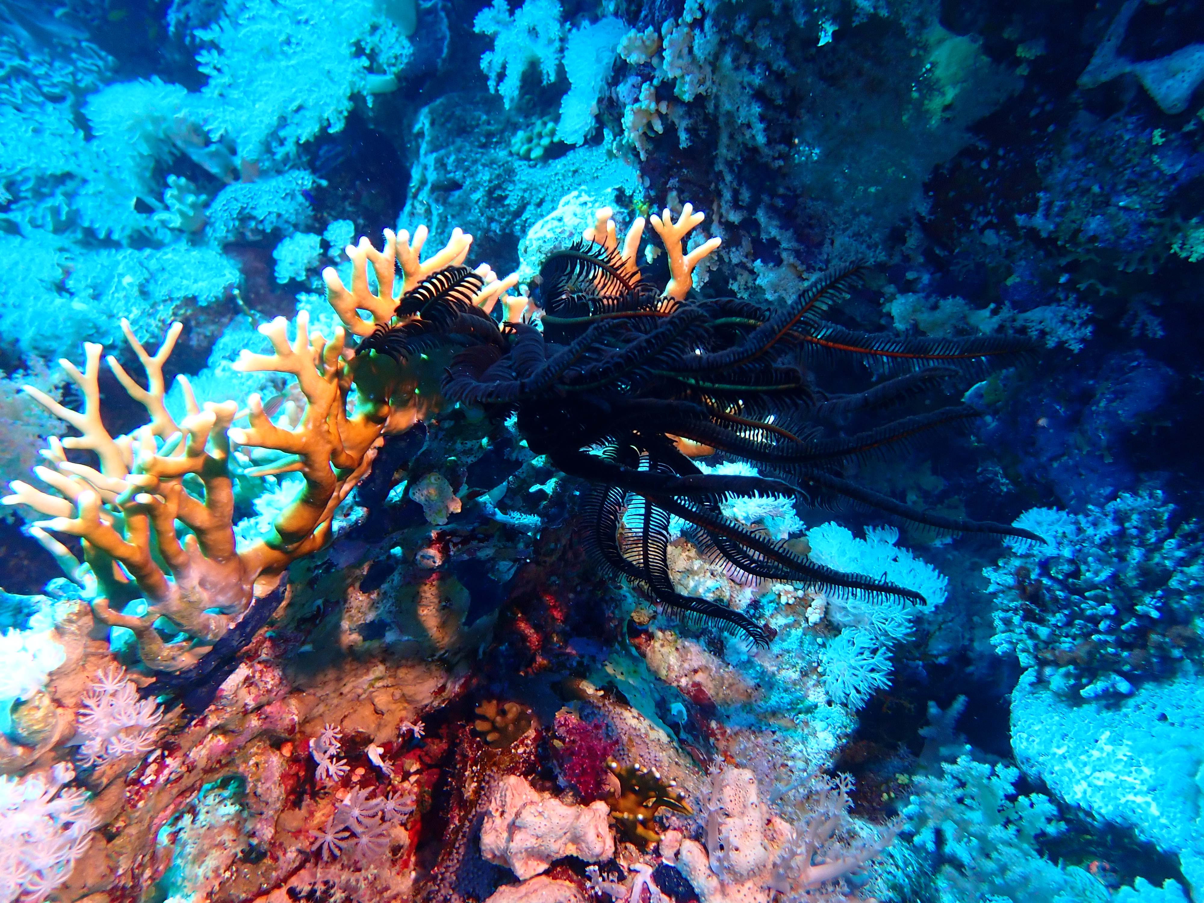 https://res.cloudinary.com/dt3d6t2ay/image/upload/v1670157732/obsidian/Egypte%20Nov%202022/Echinoderm/Crinoi%CC%88de_2_zlht8r.jpg