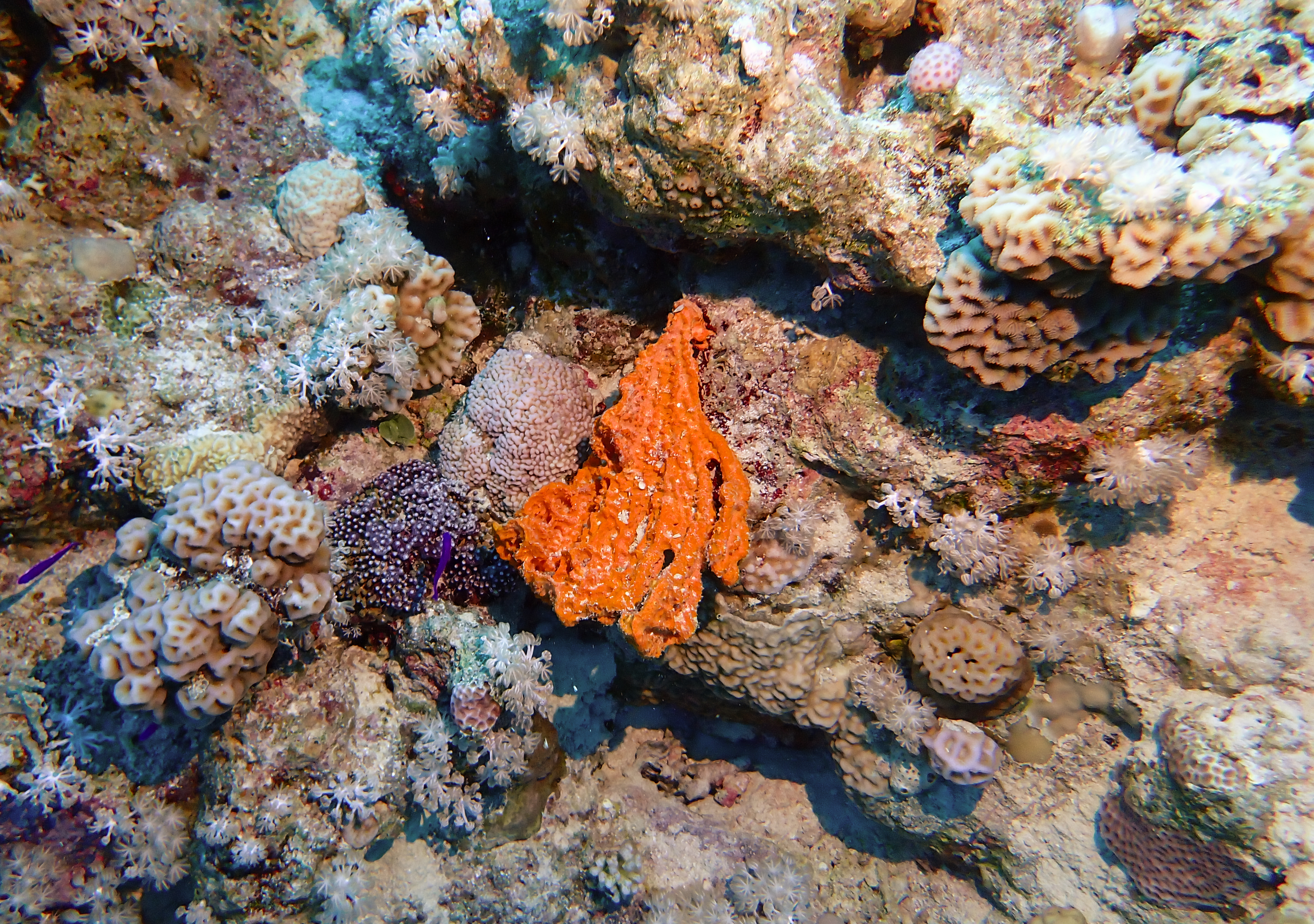 https://res.cloudinary.com/dt3d6t2ay/image/upload/v1670157732/obsidian/Egypte%20Nov%202022/Sponges/E%CC%81ponge_acanthelle_gfwmw6.jpg