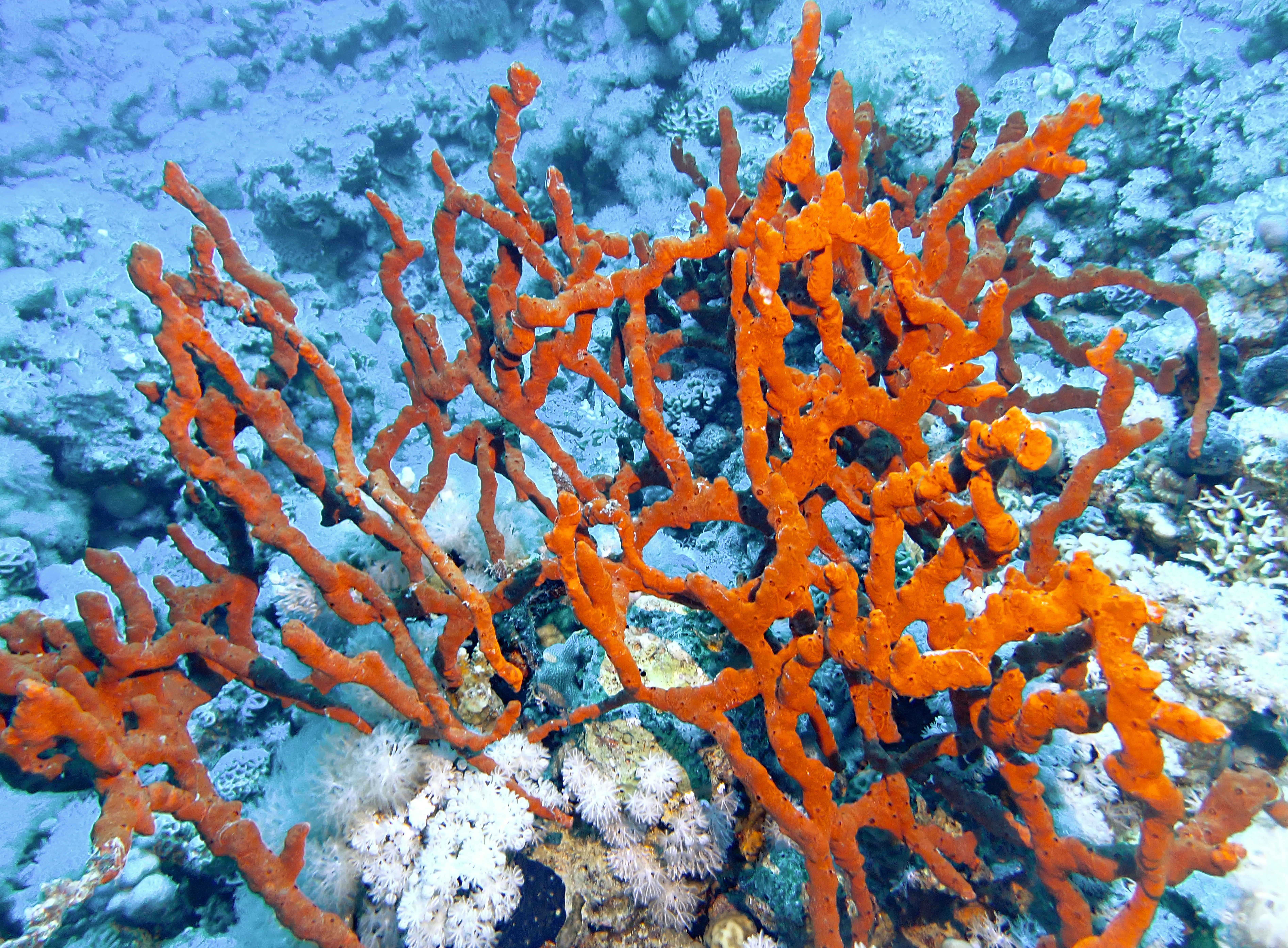 https://res.cloudinary.com/dt3d6t2ay/image/upload/v1670157735/obsidian/Egypte%20Nov%202022/Sponges/E%CC%81ponge_tubulaire_rouge_tduh3y.jpg