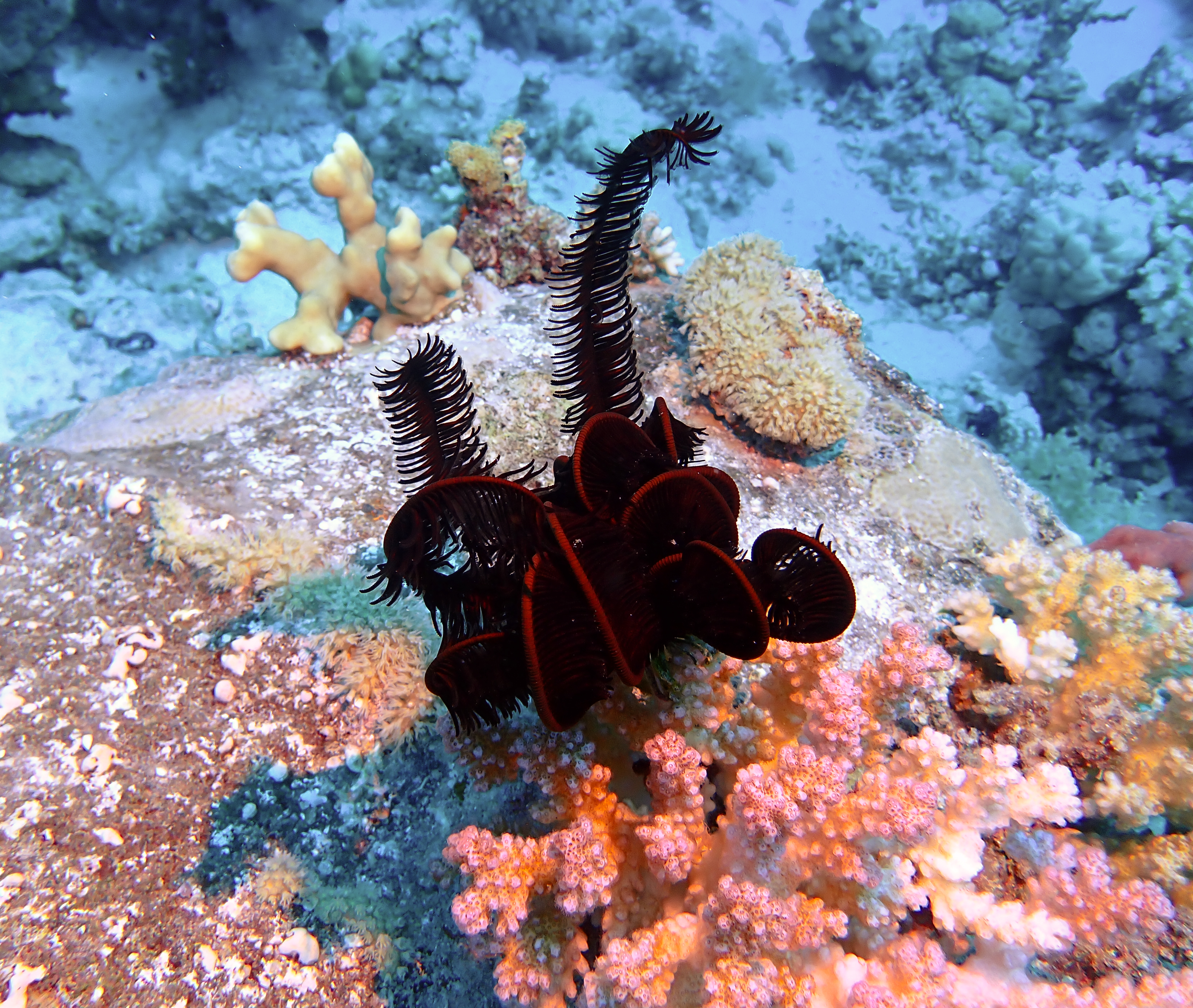 https://res.cloudinary.com/dt3d6t2ay/image/upload/v1670157740/obsidian/Egypte%20Nov%202022/Echinoderm/Crinoi%CC%88de_yxhtms.jpg