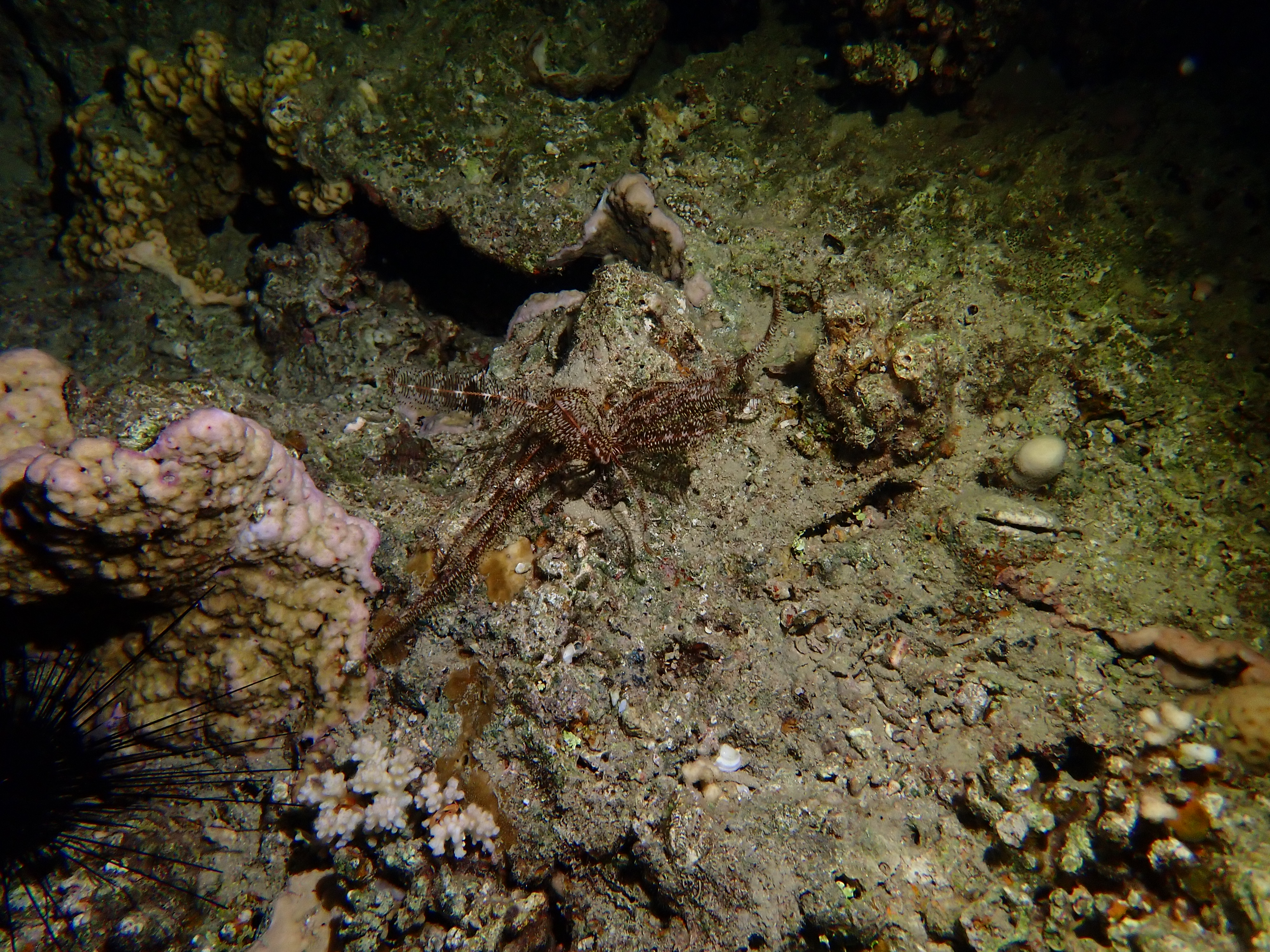 https://res.cloudinary.com/dt3d6t2ay/image/upload/v1670157766/obsidian/Egypte%20Nov%202022/Echinoderm/crinoide_brun_uemggt.jpg