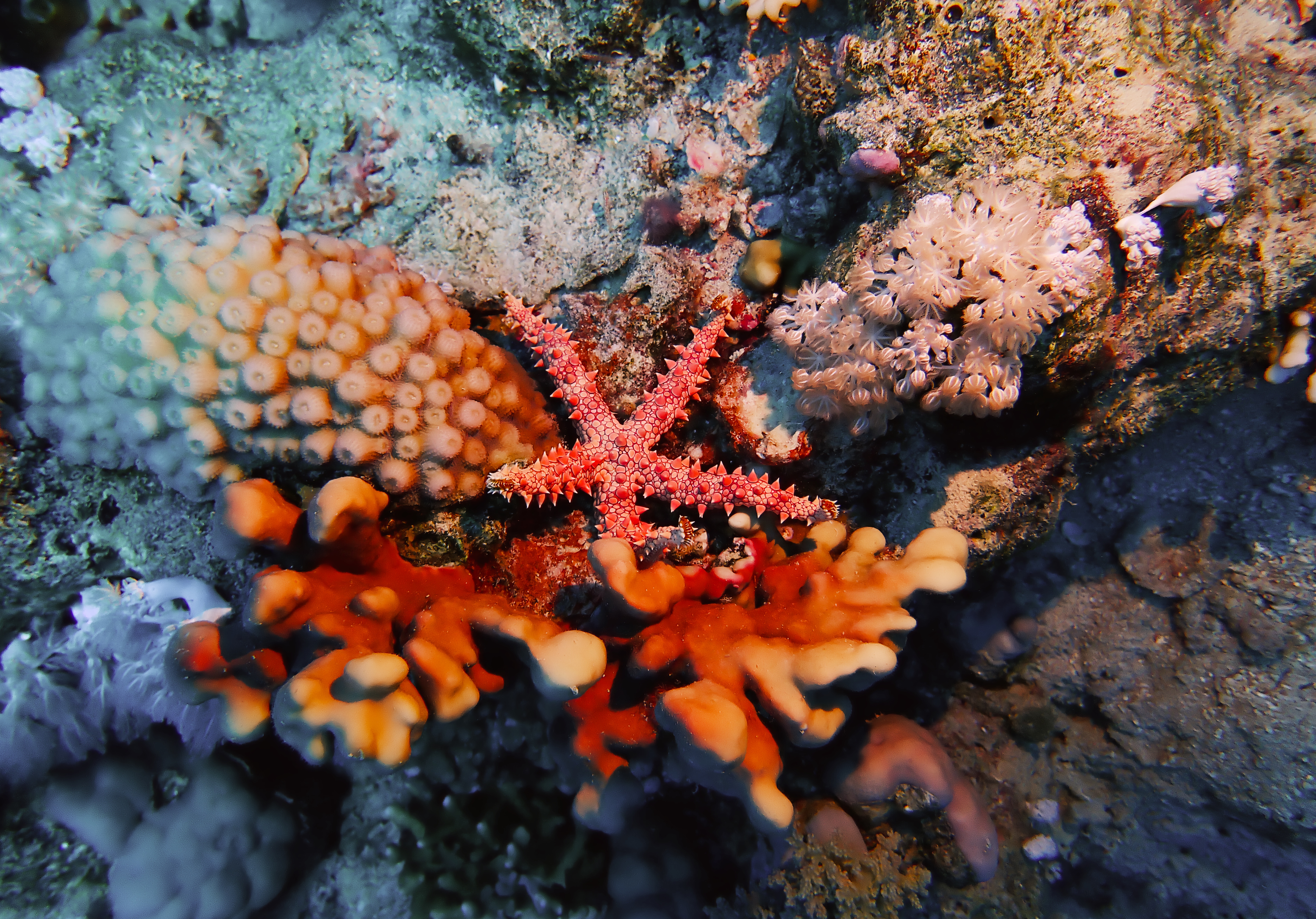 https://res.cloudinary.com/dt3d6t2ay/image/upload/v1670157768/obsidian/Egypte%20Nov%202022/Echinoderm/Formia_nodosite%CC%81_pnsh1c.jpg