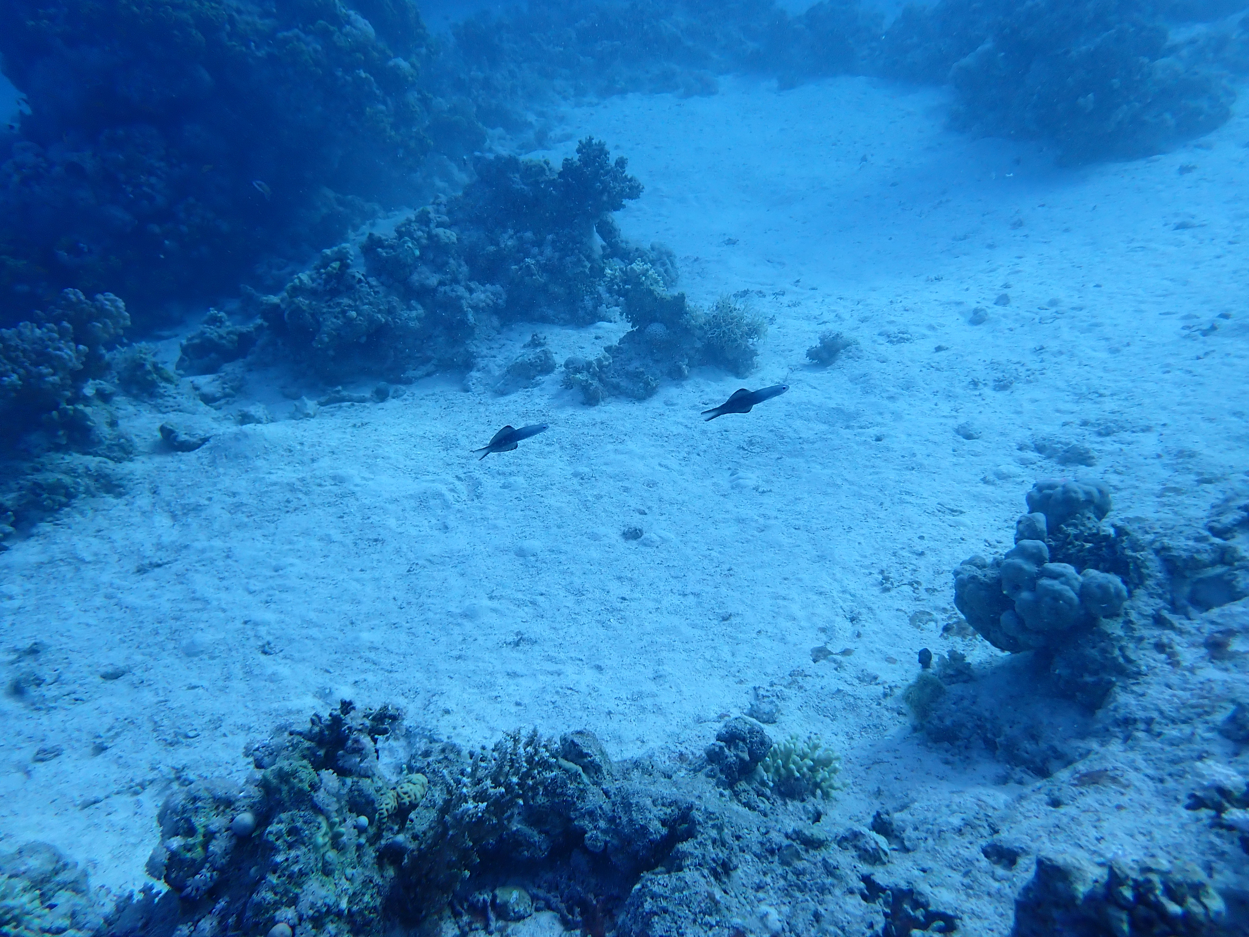 https://res.cloudinary.com/dt3d6t2ay/image/upload/v1670157781/obsidian/Egypte%20Nov%202022/Vertebrae/Osteichthyes/Poisson_fle%CC%81chette_irgyfw.jpg