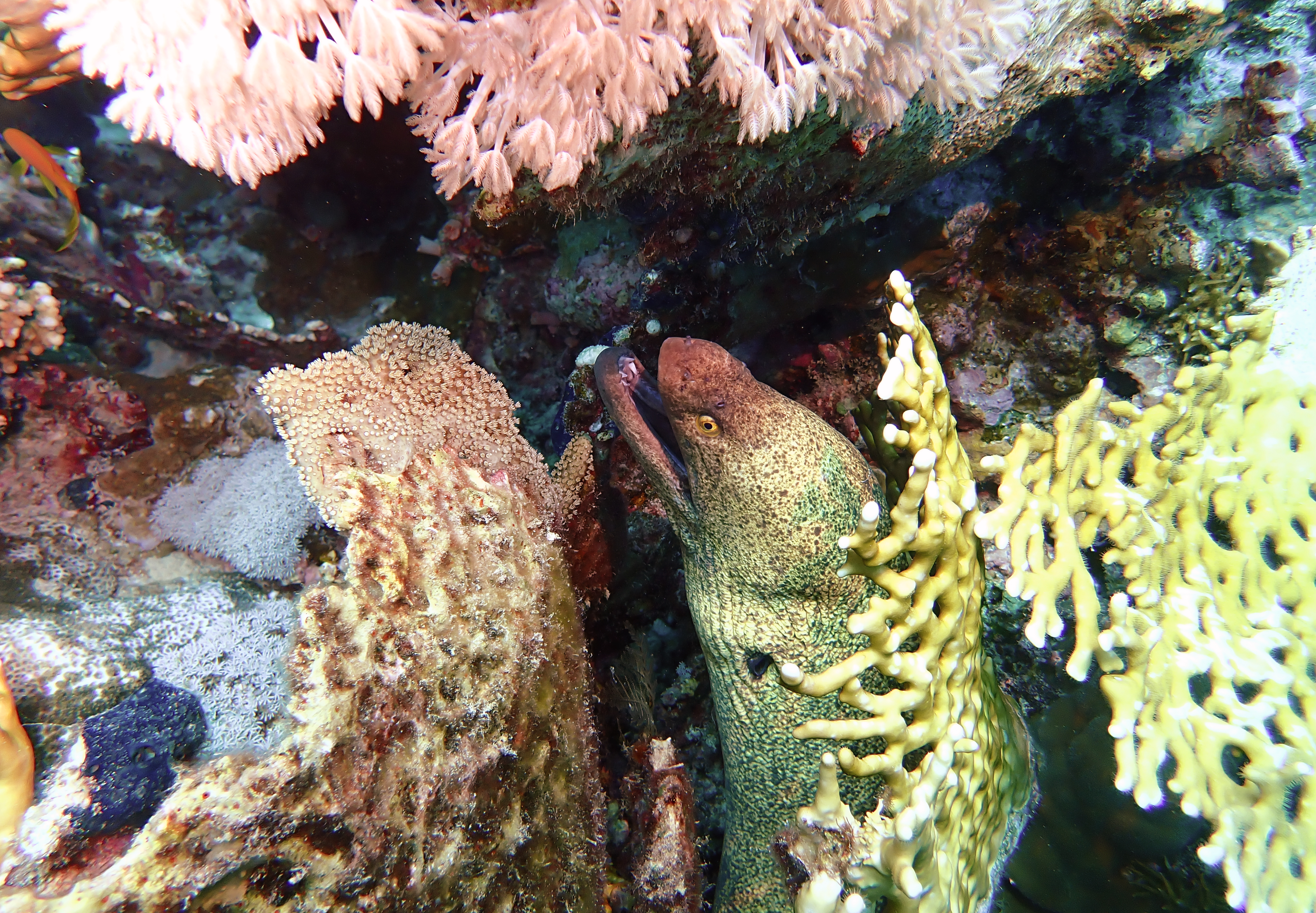 https://res.cloudinary.com/dt3d6t2ay/image/upload/v1670157810/obsidian/Egypte%20Nov%202022/Vertebrae/Osteichthyes/Aguilliformes/Mure%CC%80ne_2_u25nh8.jpg