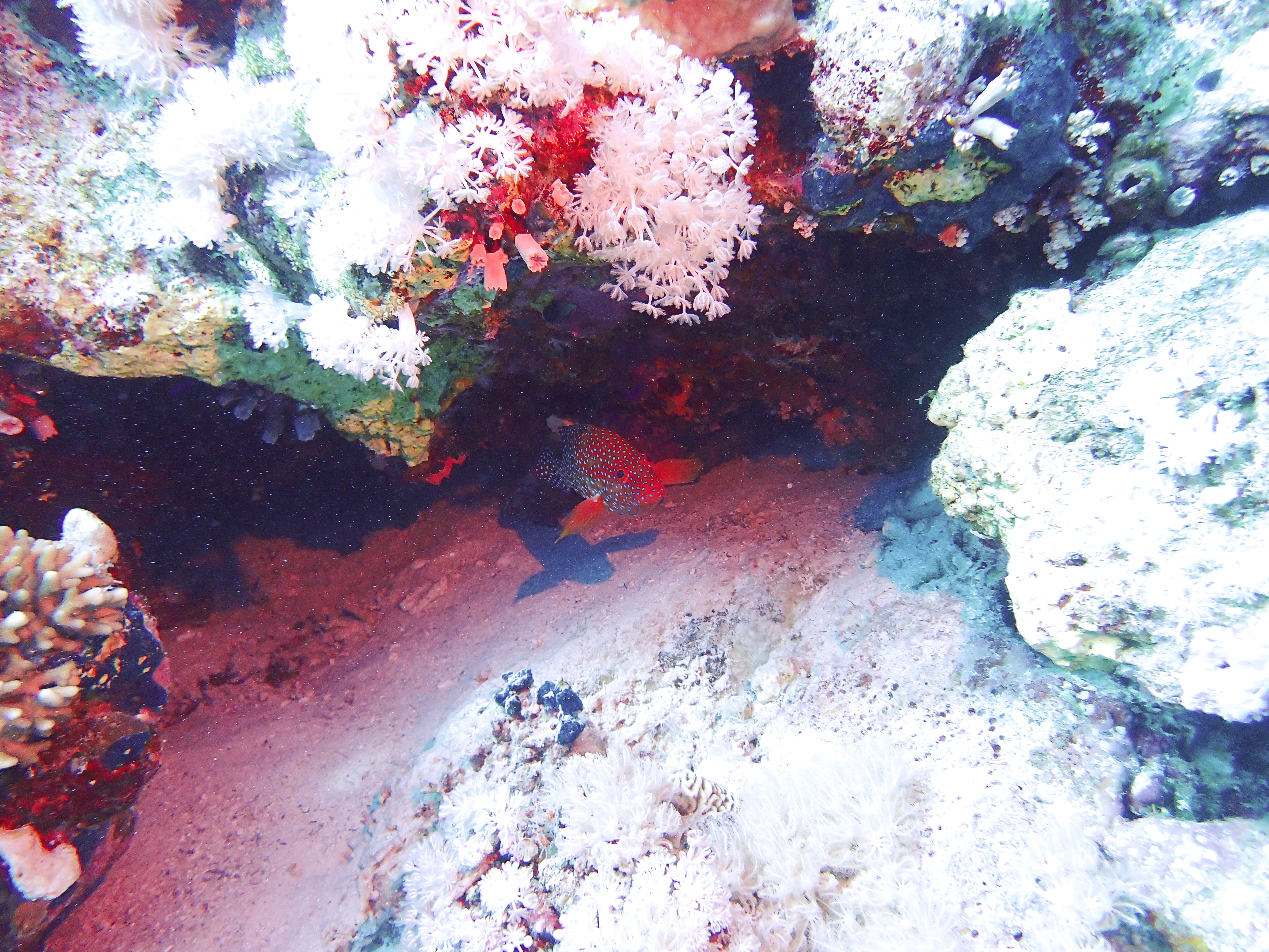 https://res.cloudinary.com/dt3d6t2ay/image/upload/v1670157810/obsidian/Egypte%20Nov%202022/Vertebrae/Osteichthyes/Serranidae%20%28merous%29/Me%CC%81rou_rouge_a%CC%80_point_bleu_2_resx5a.jpg