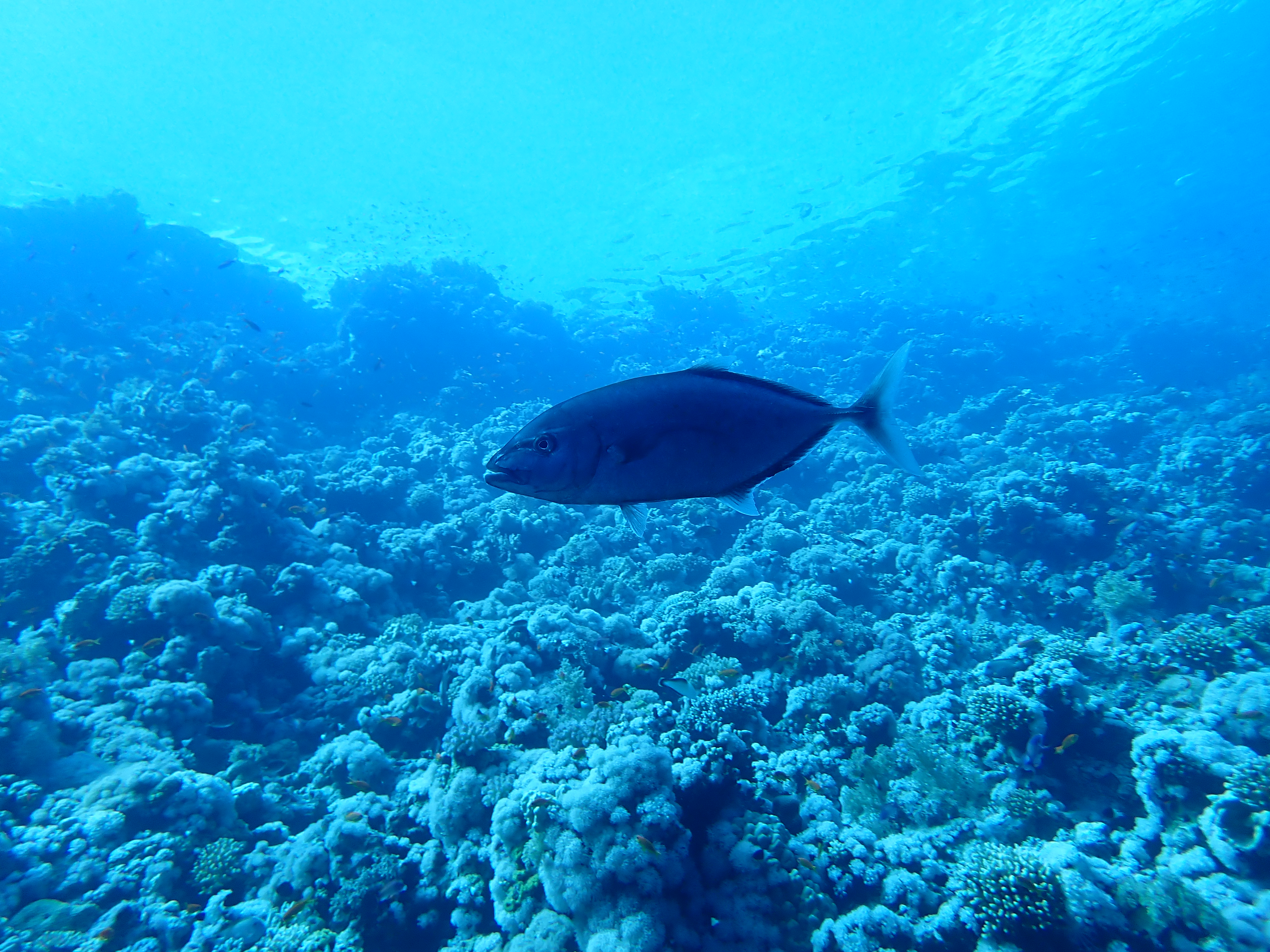 https://res.cloudinary.com/dt3d6t2ay/image/upload/v1670157829/obsidian/Egypte%20Nov%202022/Vertebrae/Osteichthyes/Carangue_jaune_ma%CC%82le_bbexfo.jpg