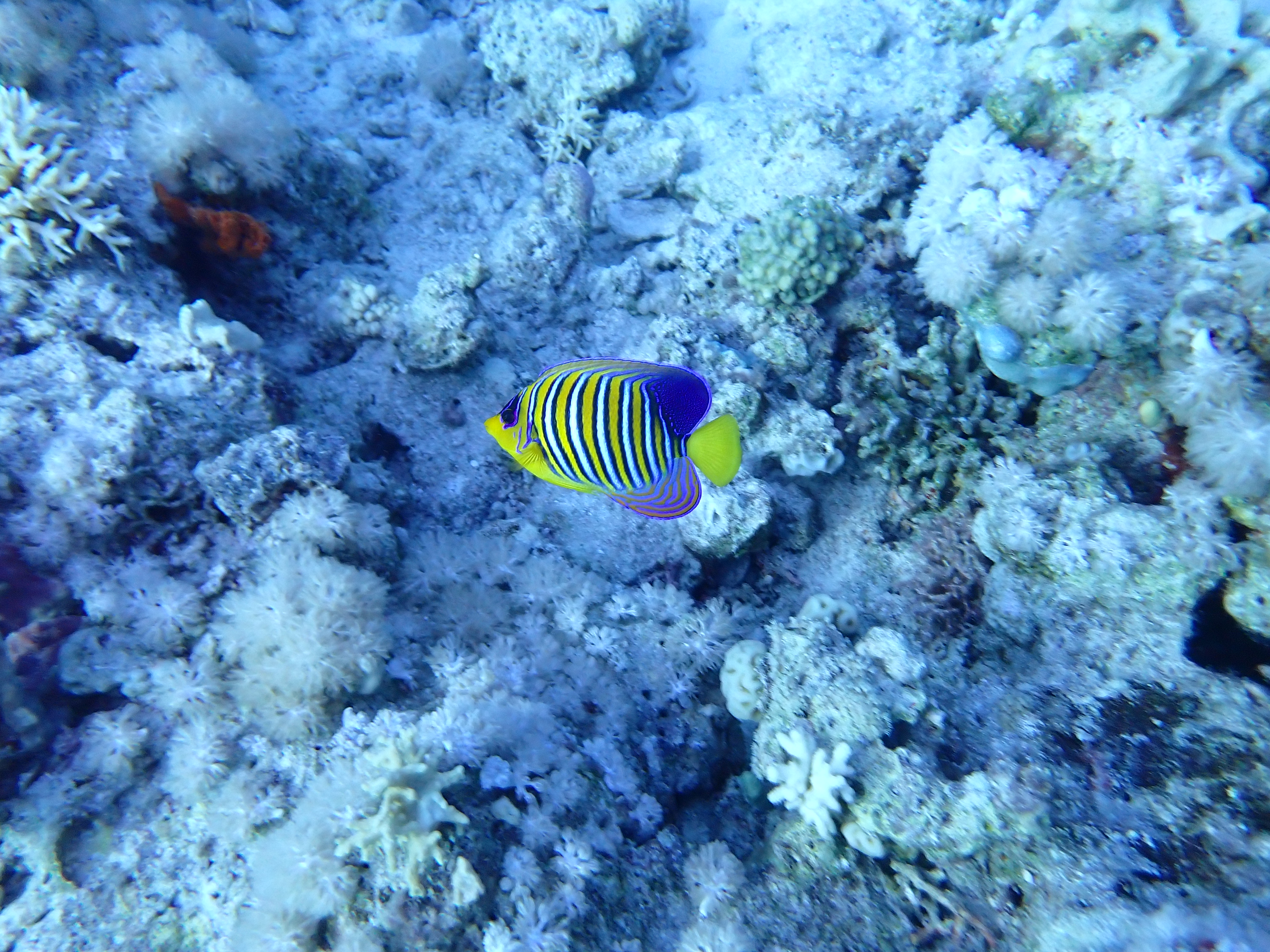 https://res.cloudinary.com/dt3d6t2ay/image/upload/v1670157865/obsidian/Egypte%20Nov%202022/Vertebrae/Osteichthyes/Angels/Poisson_ange_royal_mviqgy.jpg