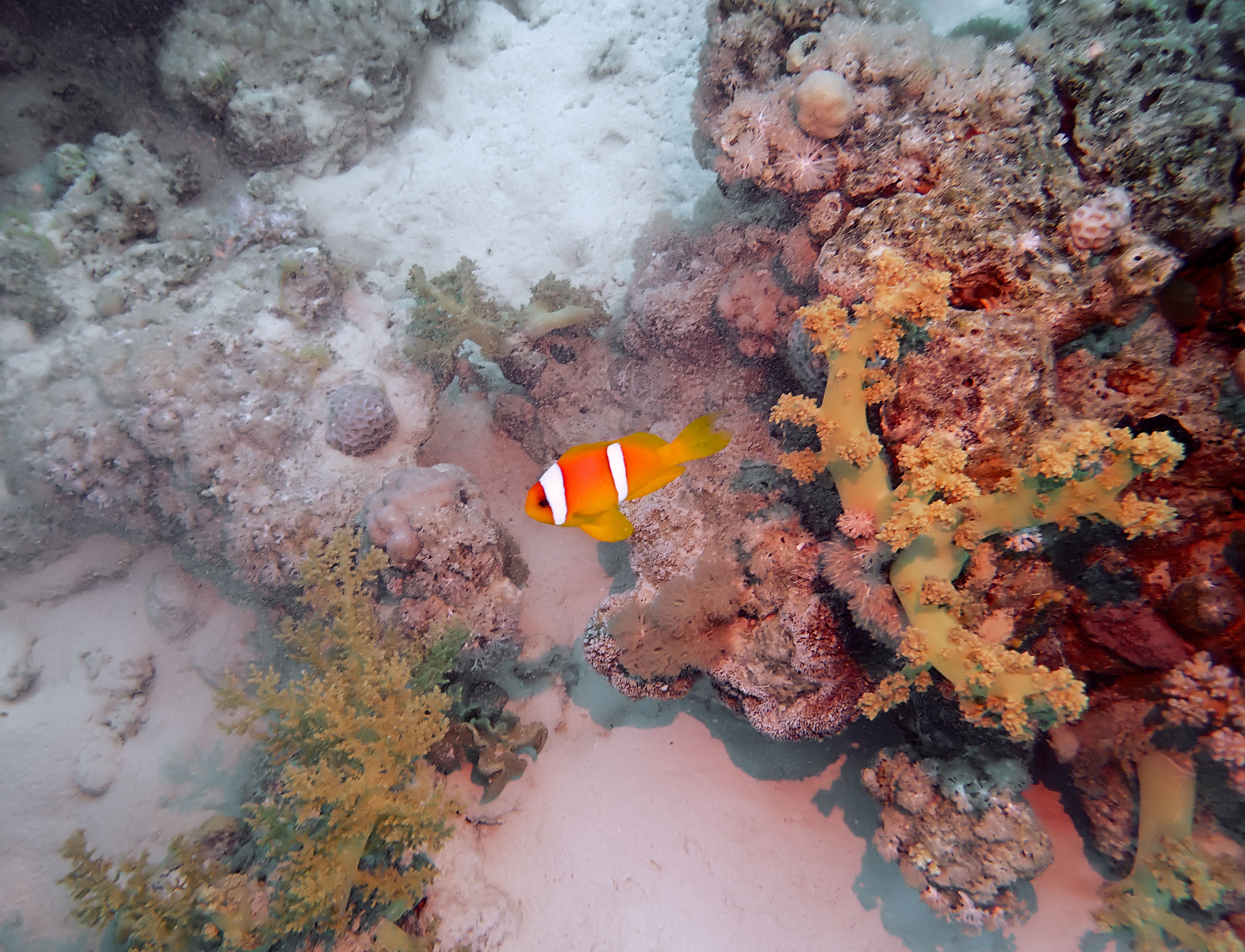 https://res.cloudinary.com/dt3d6t2ay/image/upload/v1670157878/obsidian/Egypte%20Nov%202022/Vertebrae/Osteichthyes/Ladies/Red_Sea_anemone_fish_f9e759.jpg