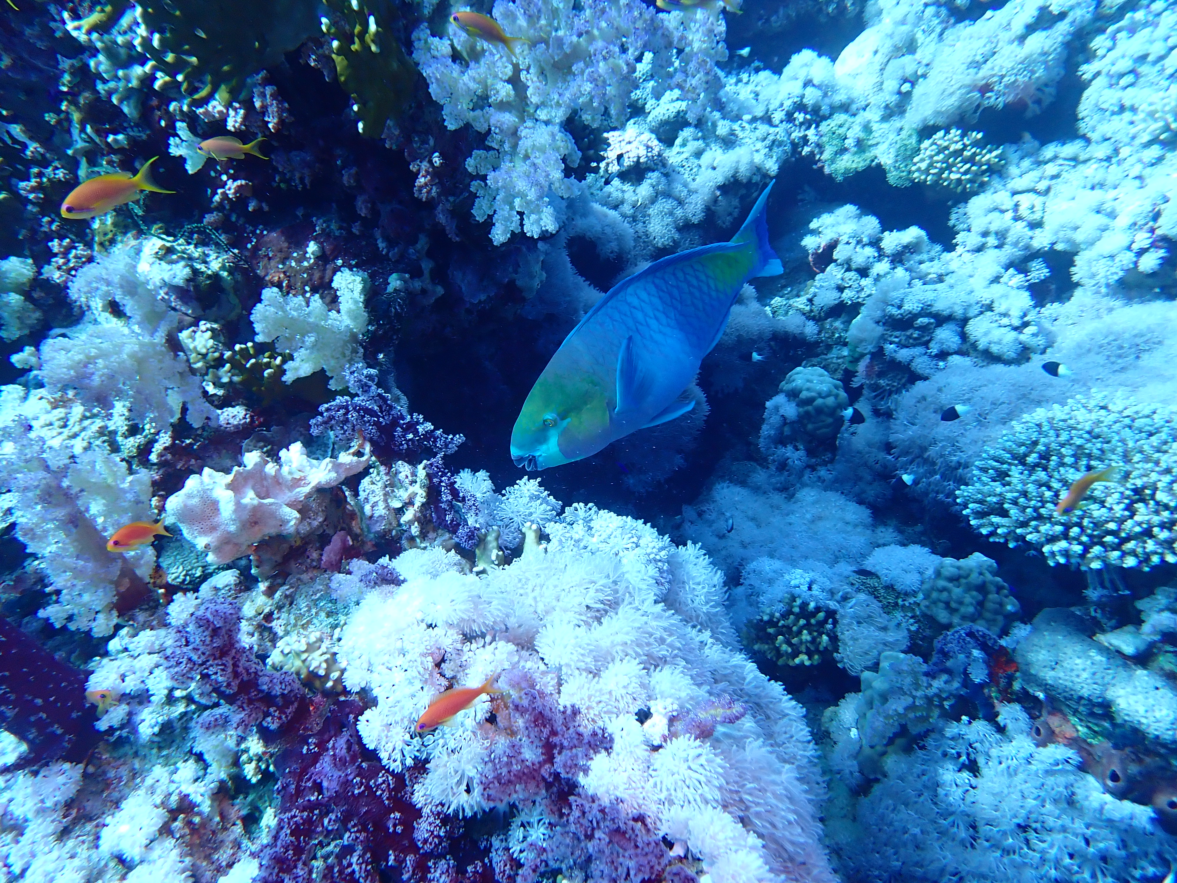 https://res.cloudinary.com/dt3d6t2ay/image/upload/v1670157884/obsidian/Egypte%20Nov%202022/Vertebrae/Osteichthyes/Parrot_fish_rusty_aozw3q.jpg