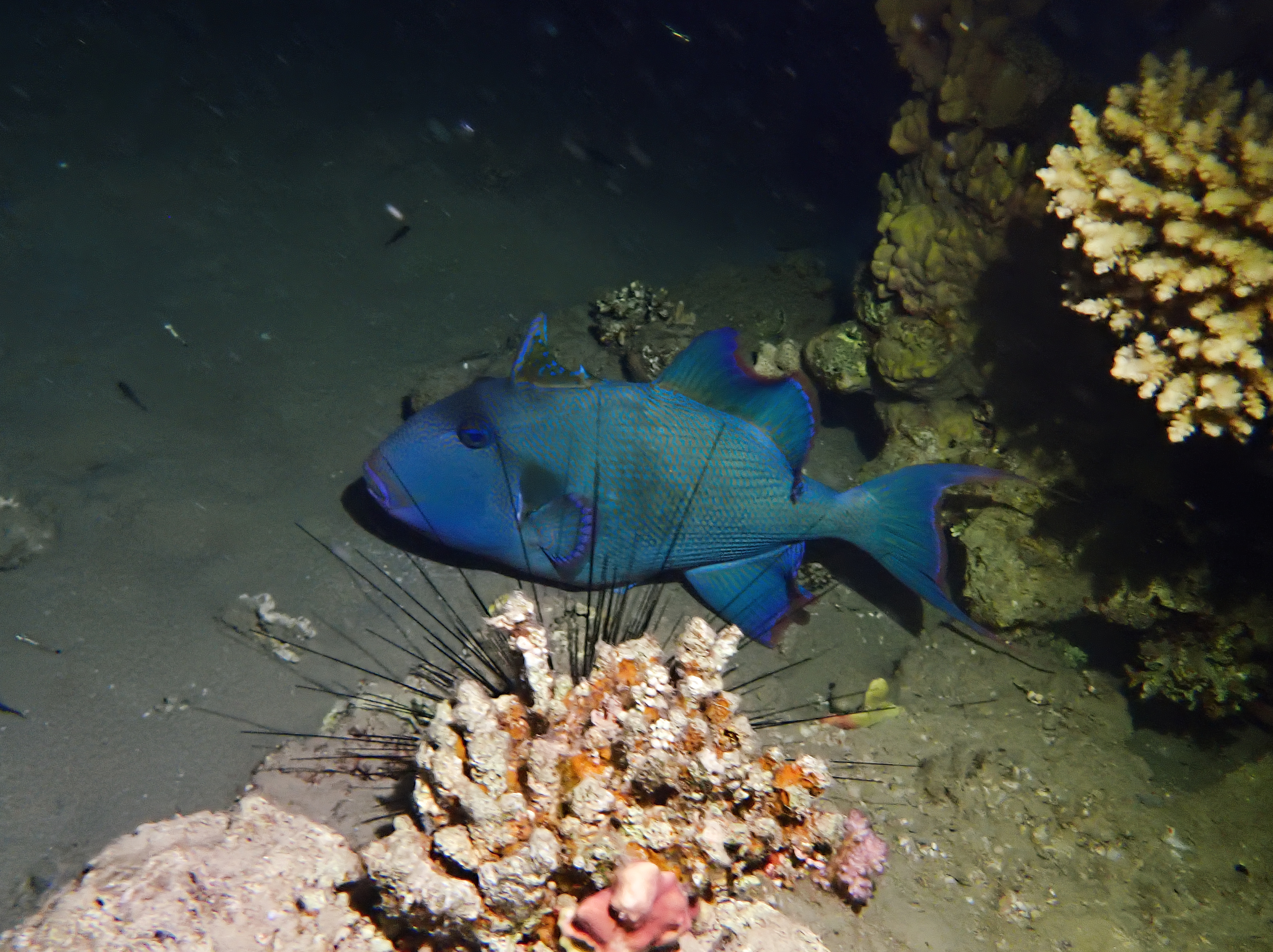 https://res.cloudinary.com/dt3d6t2ay/image/upload/v1670157889/obsidian/Egypte%20Nov%202022/Vertebrae/Osteichthyes/Balistidae/Baliste_bleu_2_mdzmaw.jpg