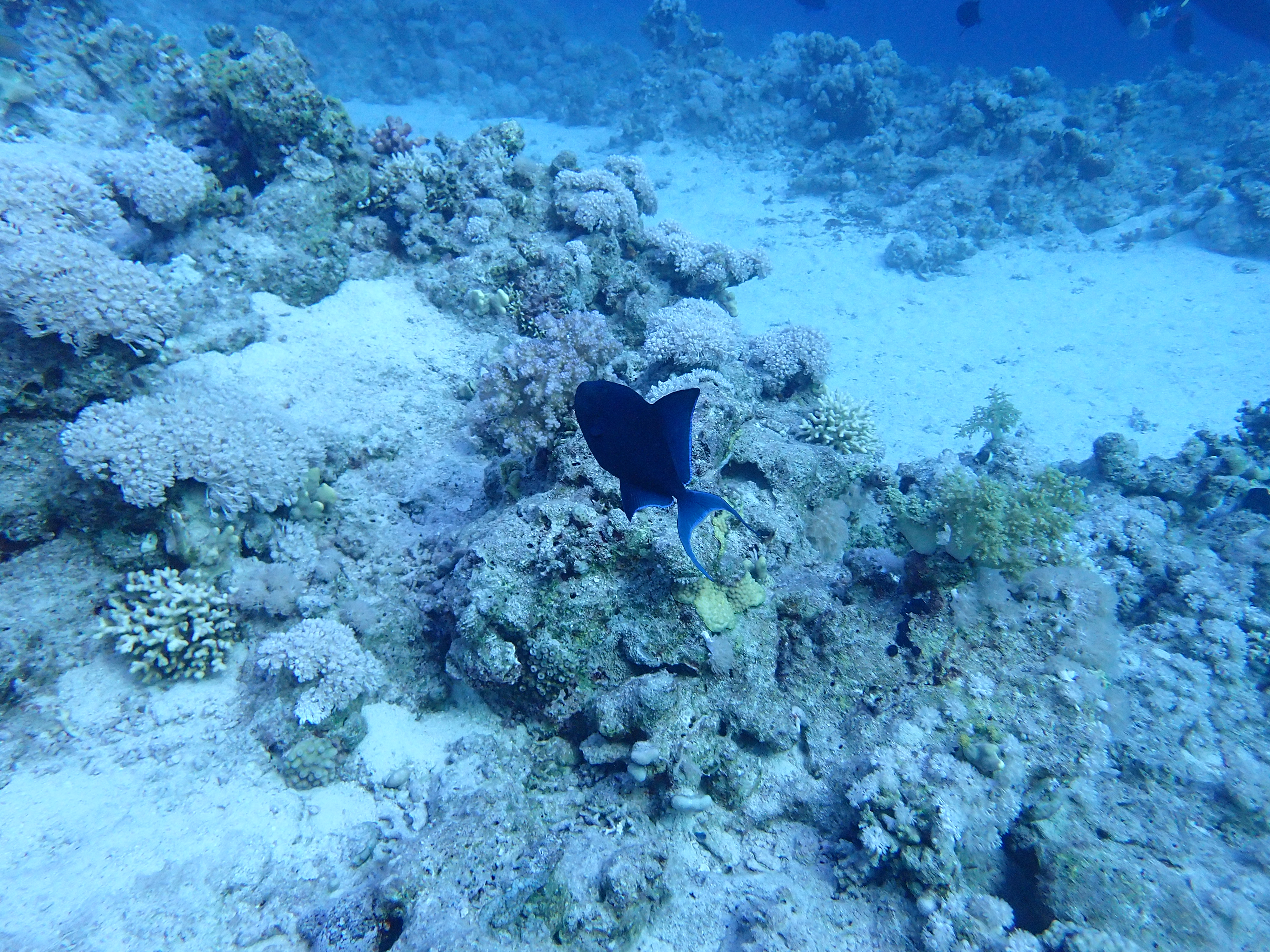 https://res.cloudinary.com/dt3d6t2ay/image/upload/v1670157908/obsidian/Egypte%20Nov%202022/Vertebrae/Osteichthyes/Balistidae/Baliste_bleu_nhpmce.jpg