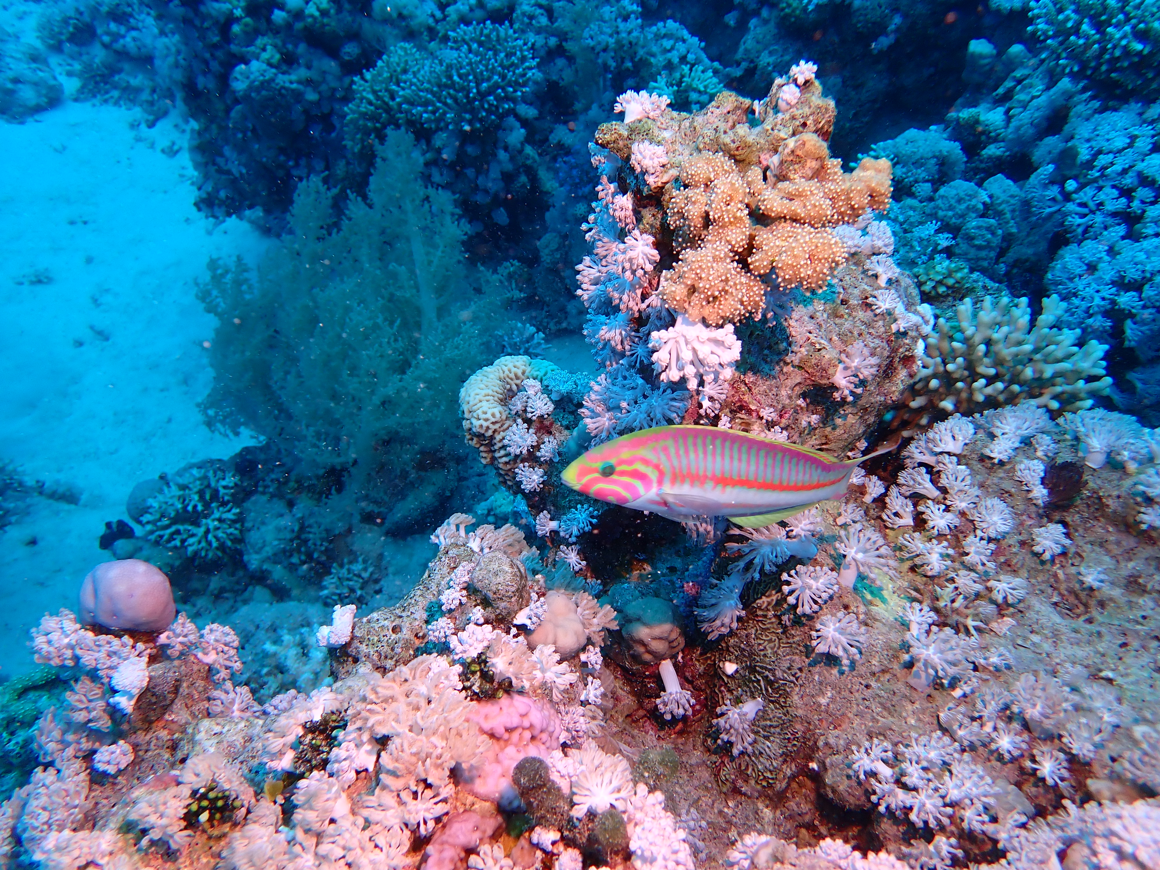 https://res.cloudinary.com/dt3d6t2ay/image/upload/v1670157919/obsidian/Egypte%20Nov%202022/Vertebrae/Osteichthyes/Klunzingers_wrasse_kxniwq.jpg