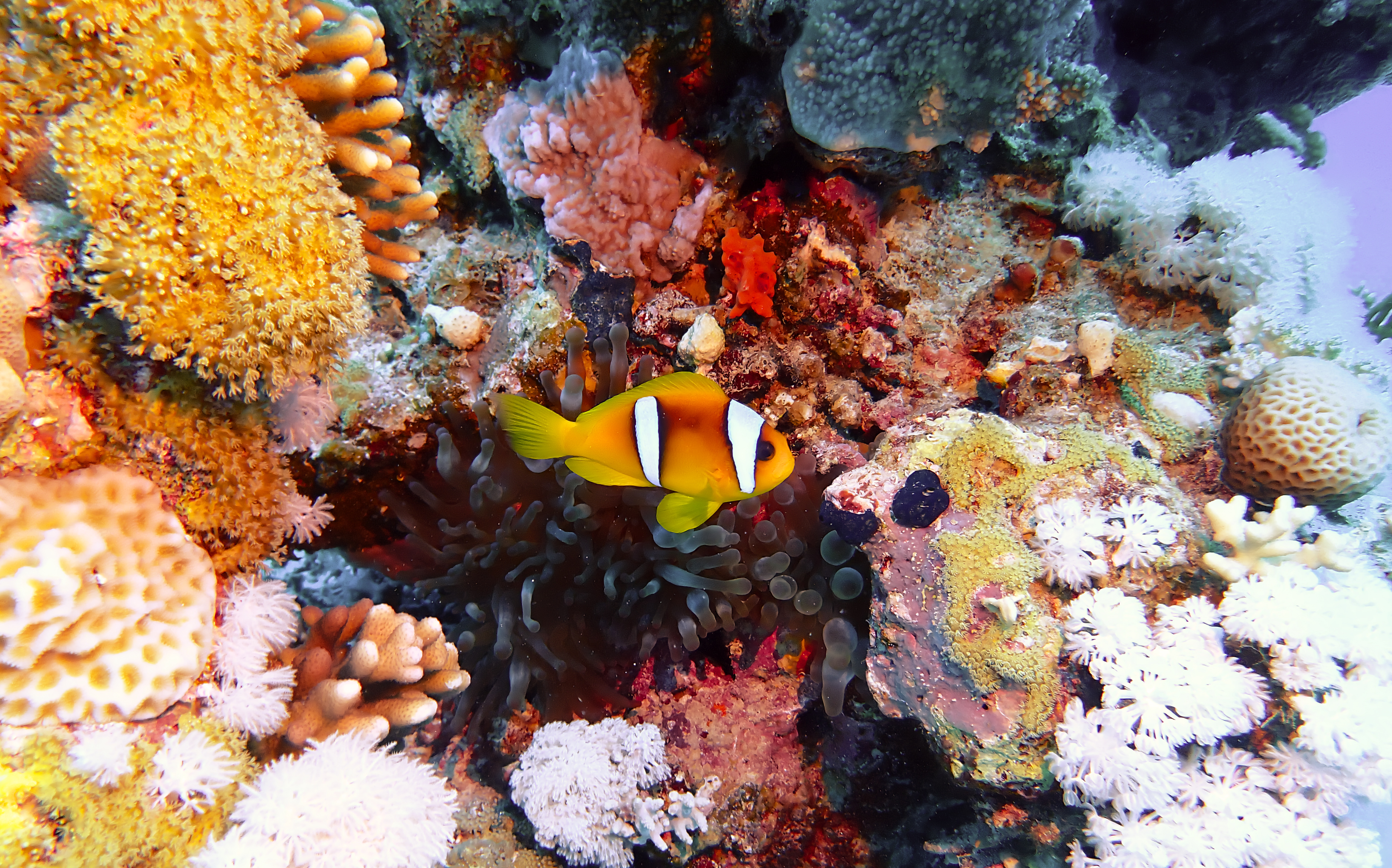 https://res.cloudinary.com/dt3d6t2ay/image/upload/v1670157919/obsidian/Egypte%20Nov%202022/Vertebrae/Osteichthyes/Ladies/Red_Sea_anemone_fish_2_y9dvwf.jpg
