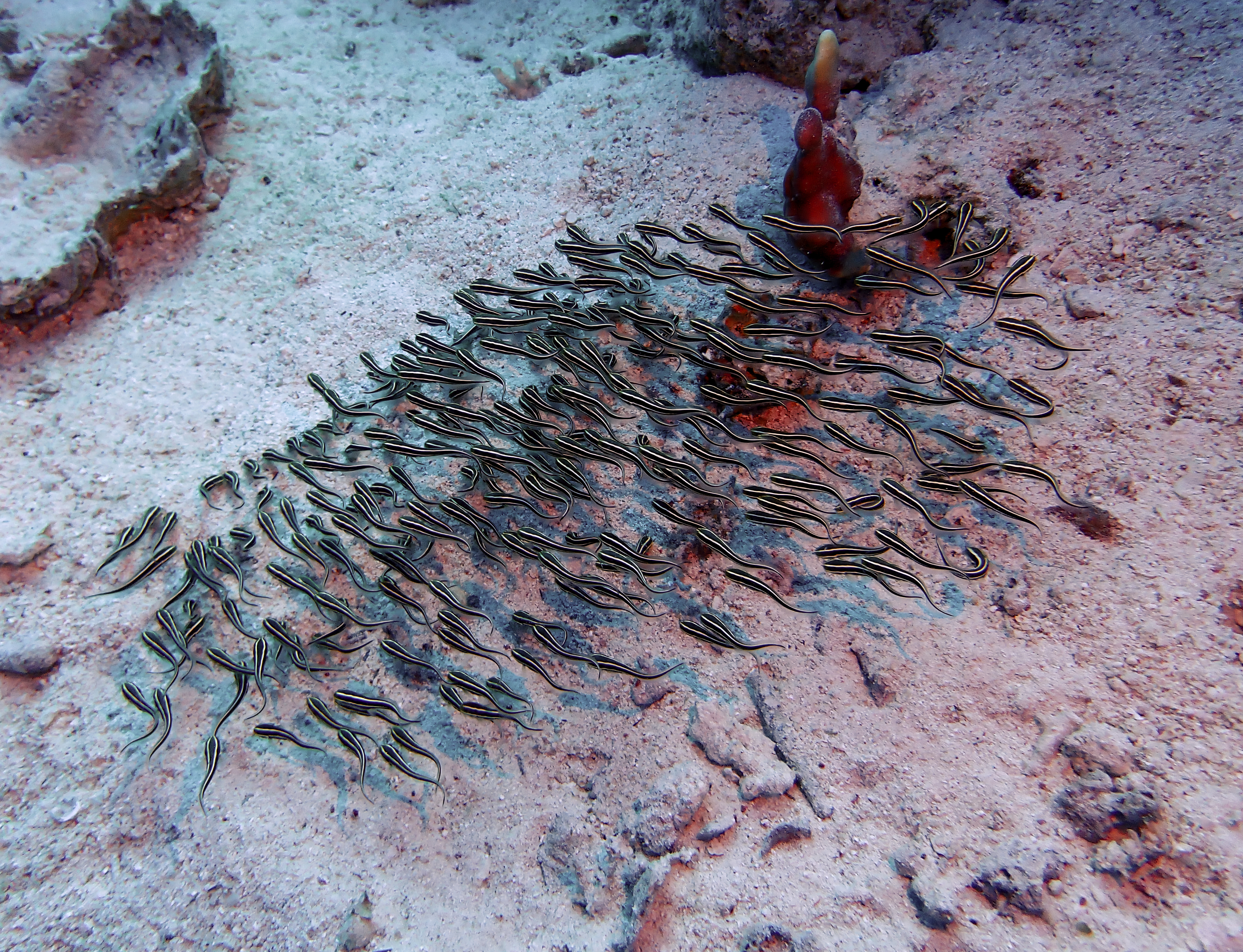 https://res.cloudinary.com/dt3d6t2ay/image/upload/v1670157933/obsidian/Egypte%20Nov%202022/Vertebrae/Osteichthyes/Poisson_chat_juve%CC%81nile_si1yzz.jpg