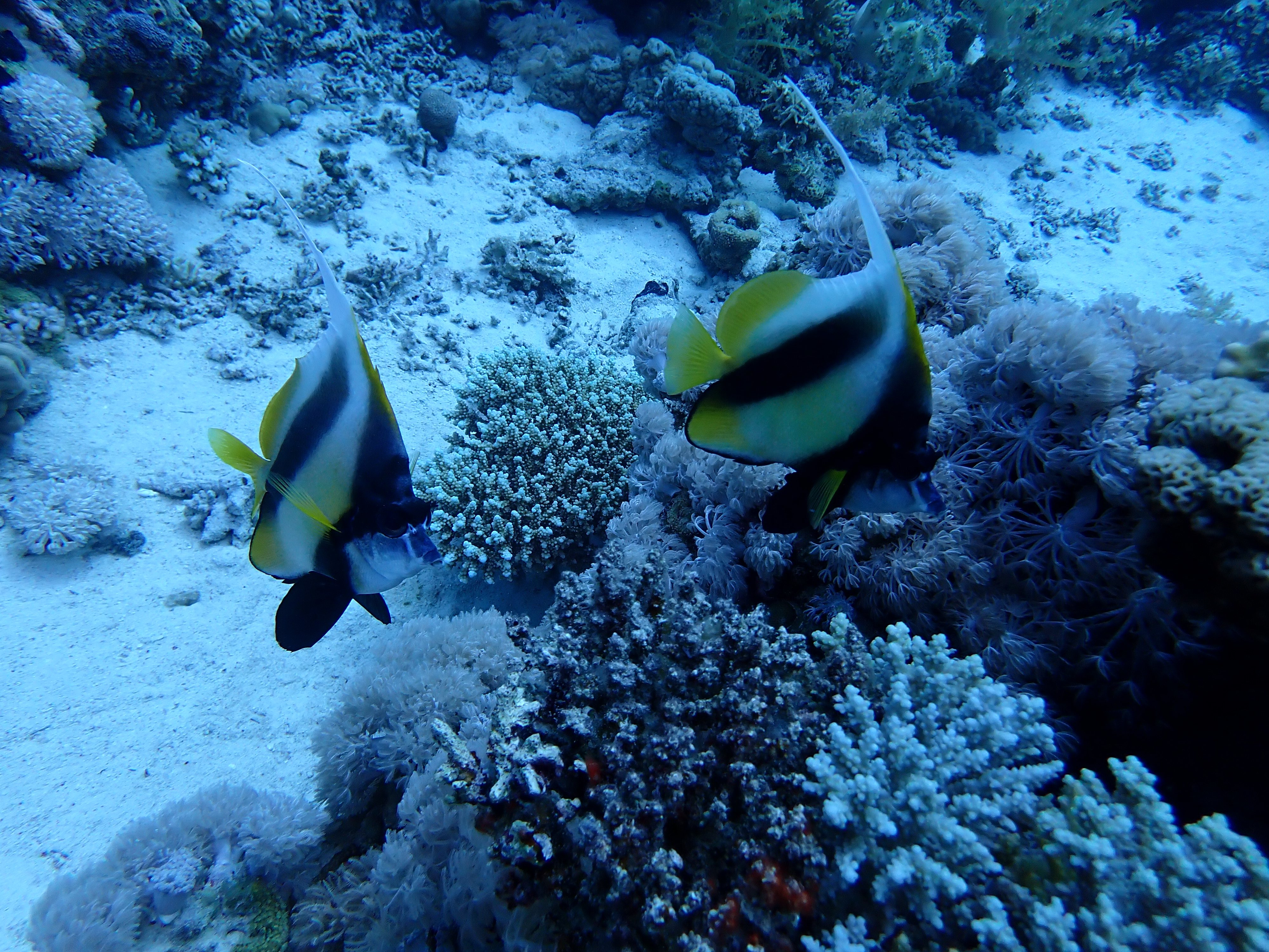 https://res.cloudinary.com/dt3d6t2ay/image/upload/v1670157944/obsidian/Egypte%20Nov%202022/Vertebrae/Osteichthyes/Angels/Cocher_2_beeoc7.jpg