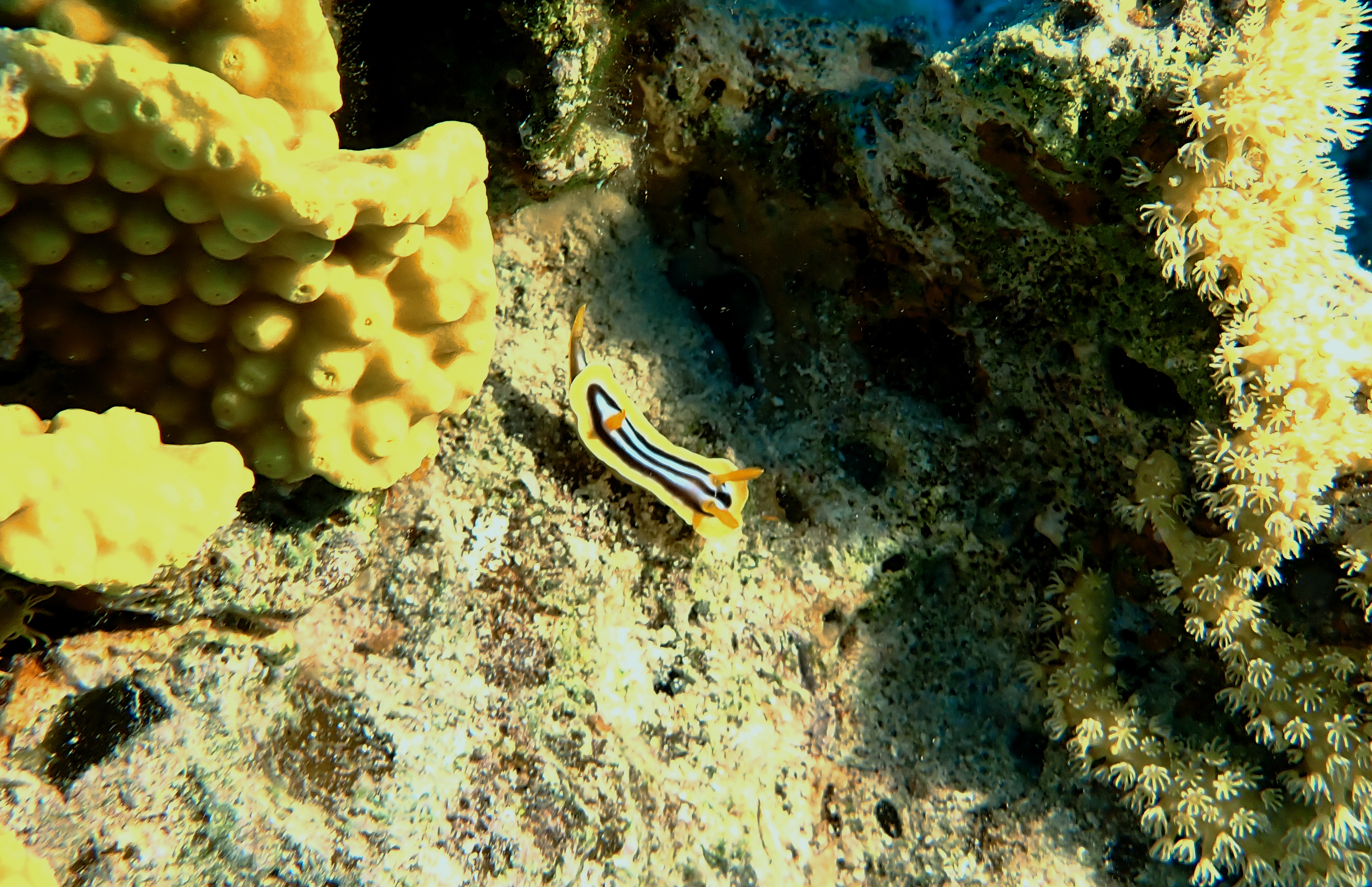 https://res.cloudinary.com/dt3d6t2ay/image/upload/v1670157955/obsidian/Egypte%20Nov%202022/Mollusques/African_chromodoris_osrcl2.jpg