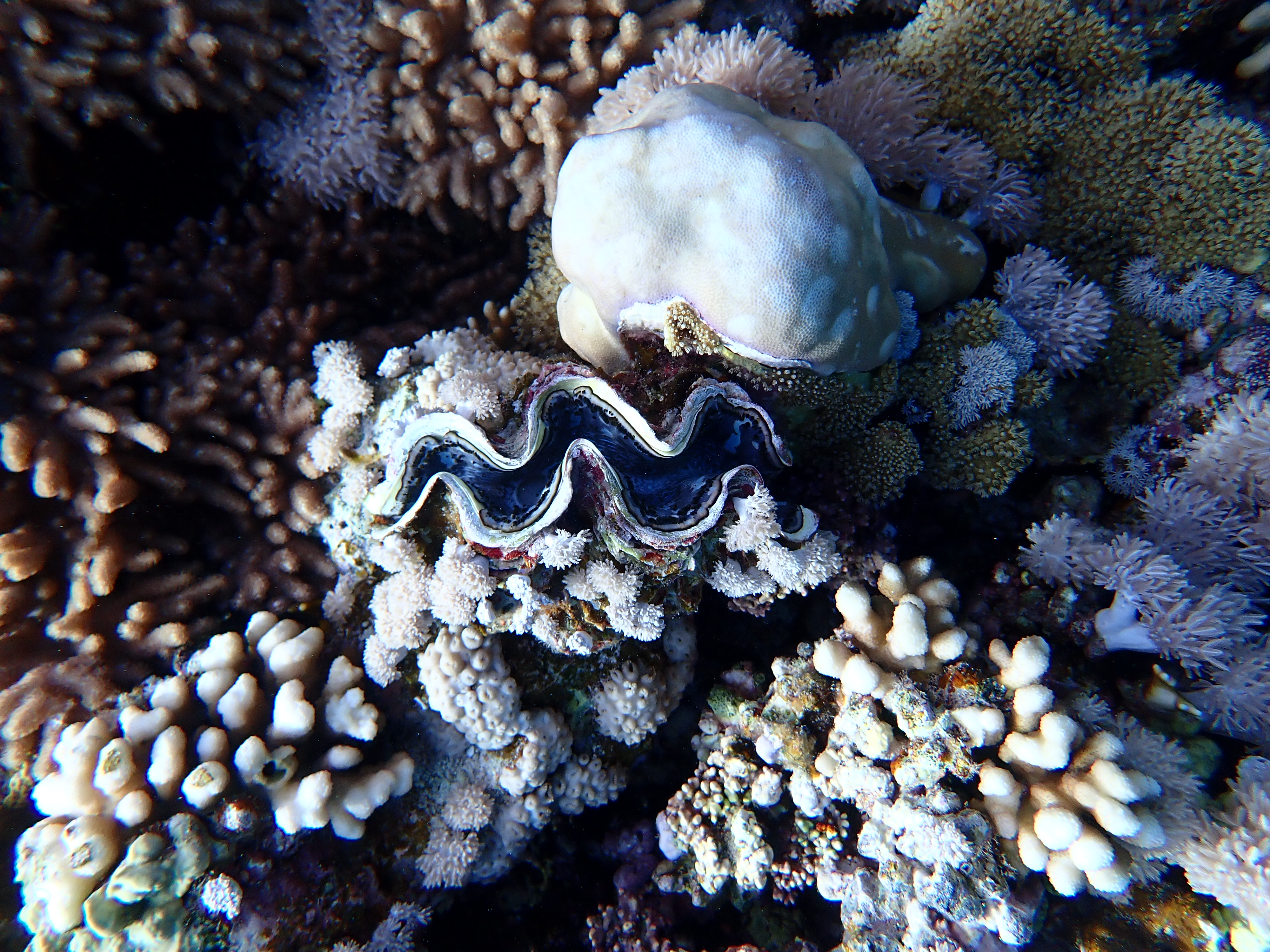 https://res.cloudinary.com/dt3d6t2ay/image/upload/v1670157961/obsidian/Egypte%20Nov%202022/Mollusques/Benitier_3_kkbpxw.jpg