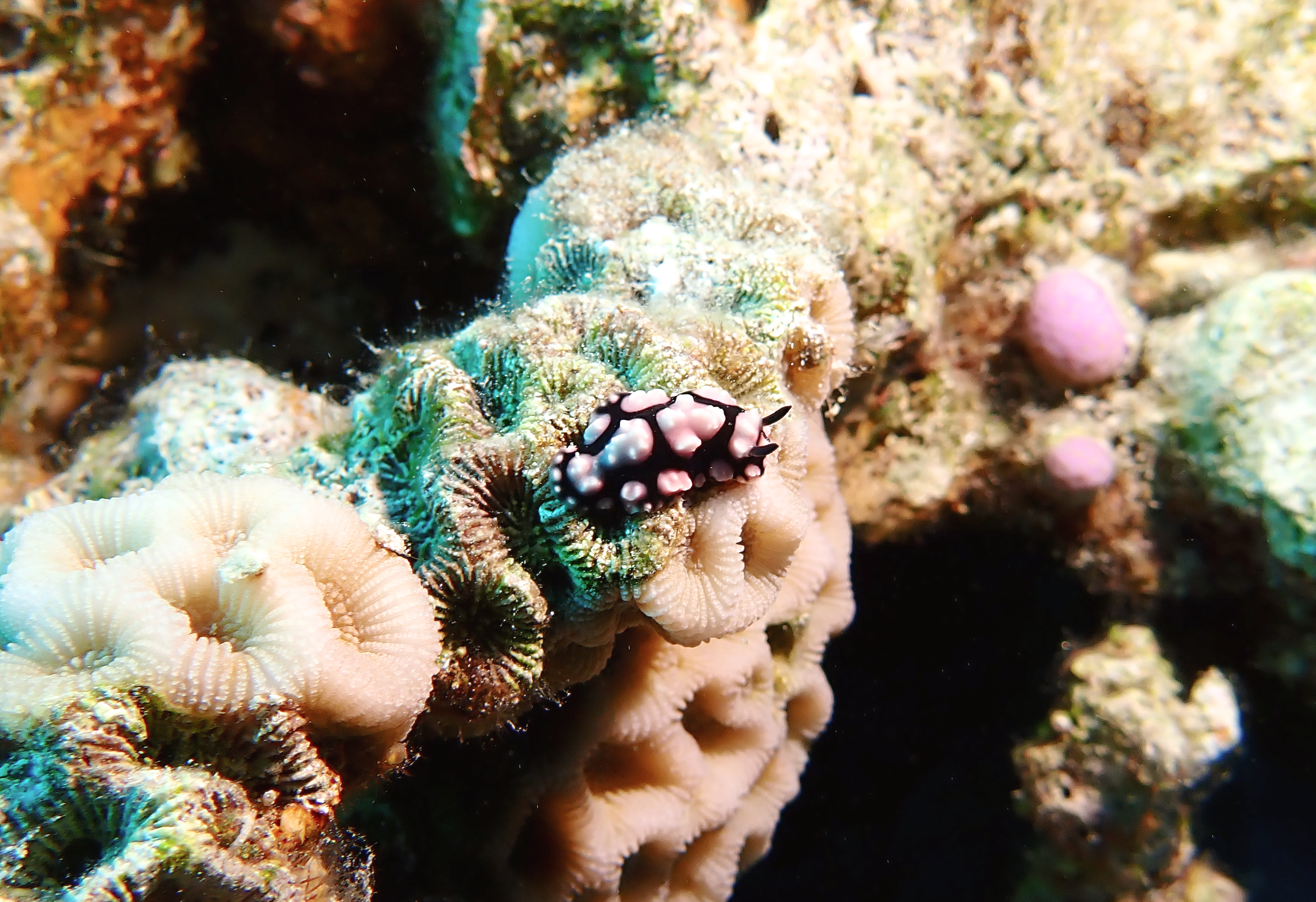 https://res.cloudinary.com/dt3d6t2ay/image/upload/v1670157970/obsidian/Egypte%20Nov%202022/Mollusques/Phyllidie_arabica_tzkucd.jpg