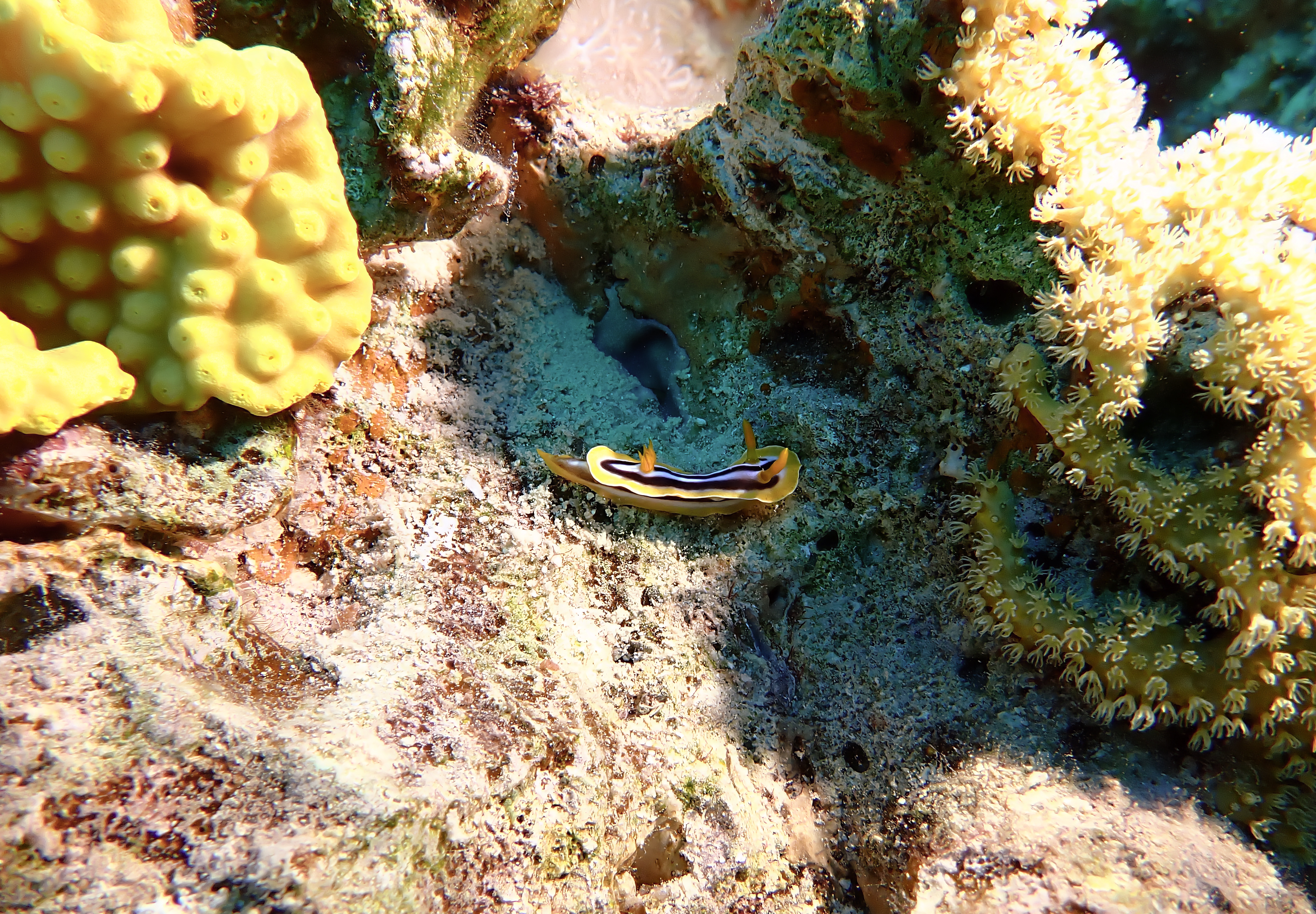 https://res.cloudinary.com/dt3d6t2ay/image/upload/v1670157976/obsidian/Egypte%20Nov%202022/Mollusques/African_chromodoris_2_xfs6ly.jpg
