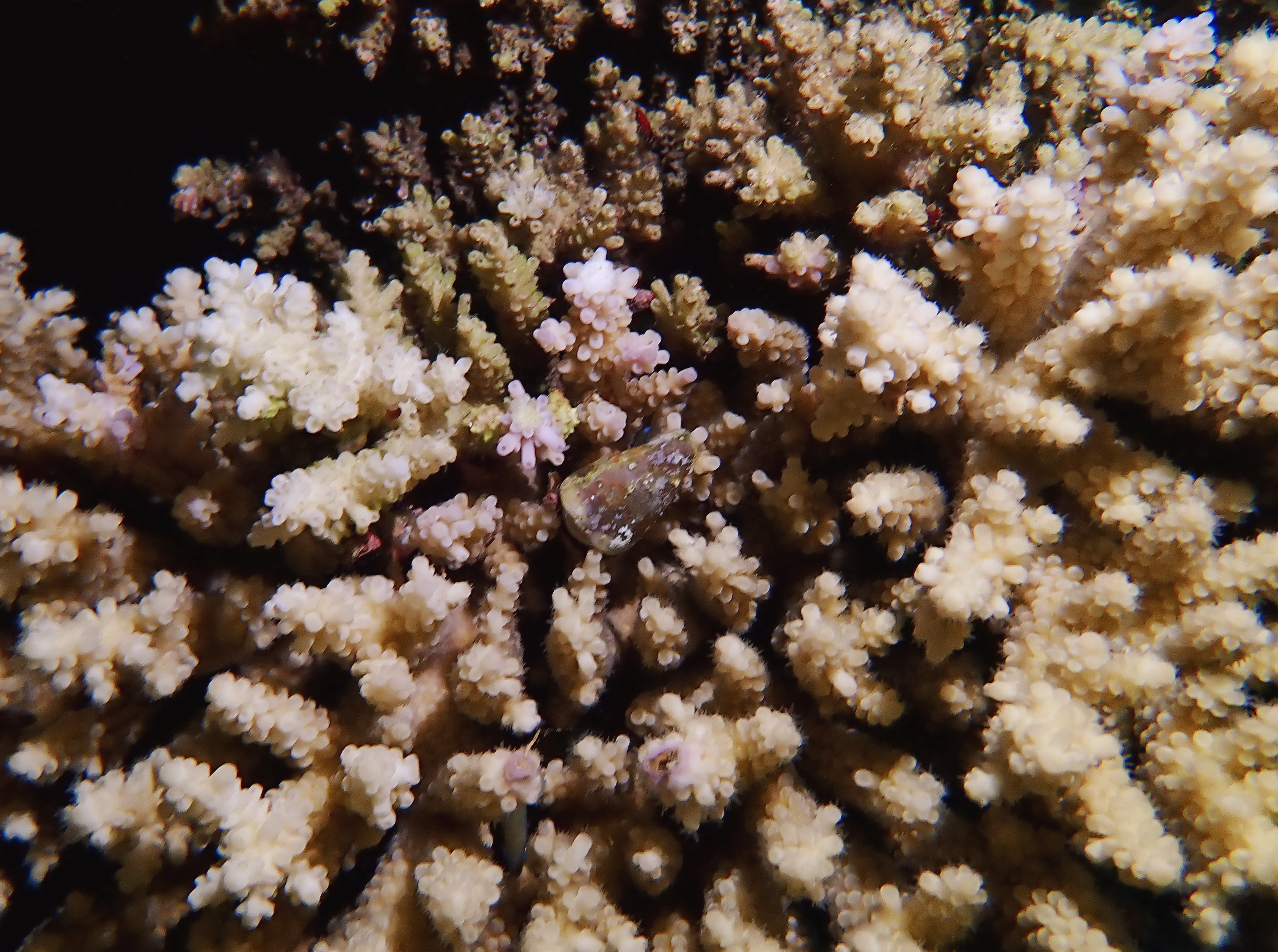 https://res.cloudinary.com/dt3d6t2ay/image/upload/v1670157976/obsidian/Egypte%20Nov%202022/Mollusques/Porcelaine_qdl2ou.jpg