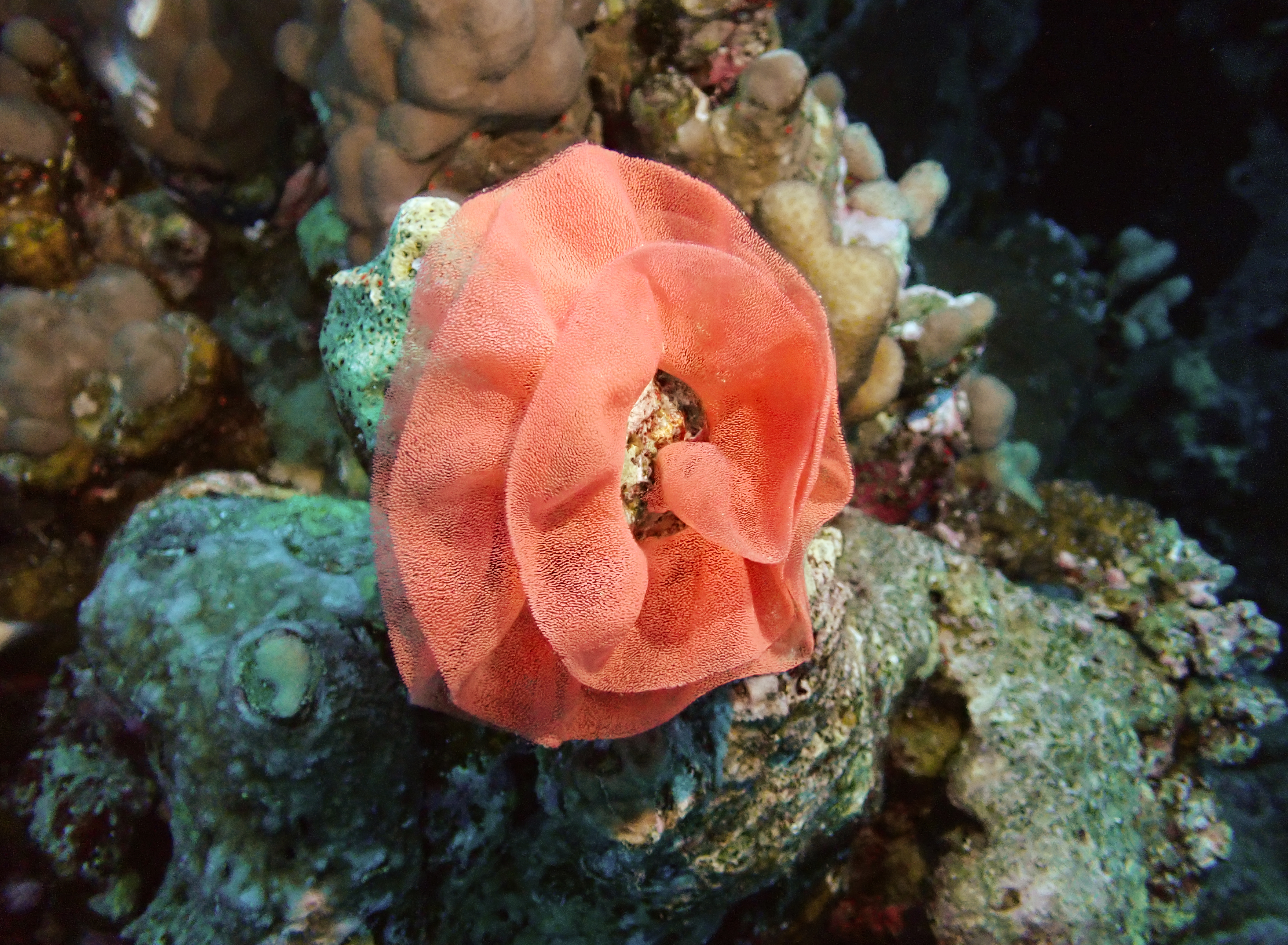 https://res.cloudinary.com/dt3d6t2ay/image/upload/v1670157978/obsidian/Egypte%20Nov%202022/Mollusques/Ponte_danseuse_espagnole_yql32g.jpg