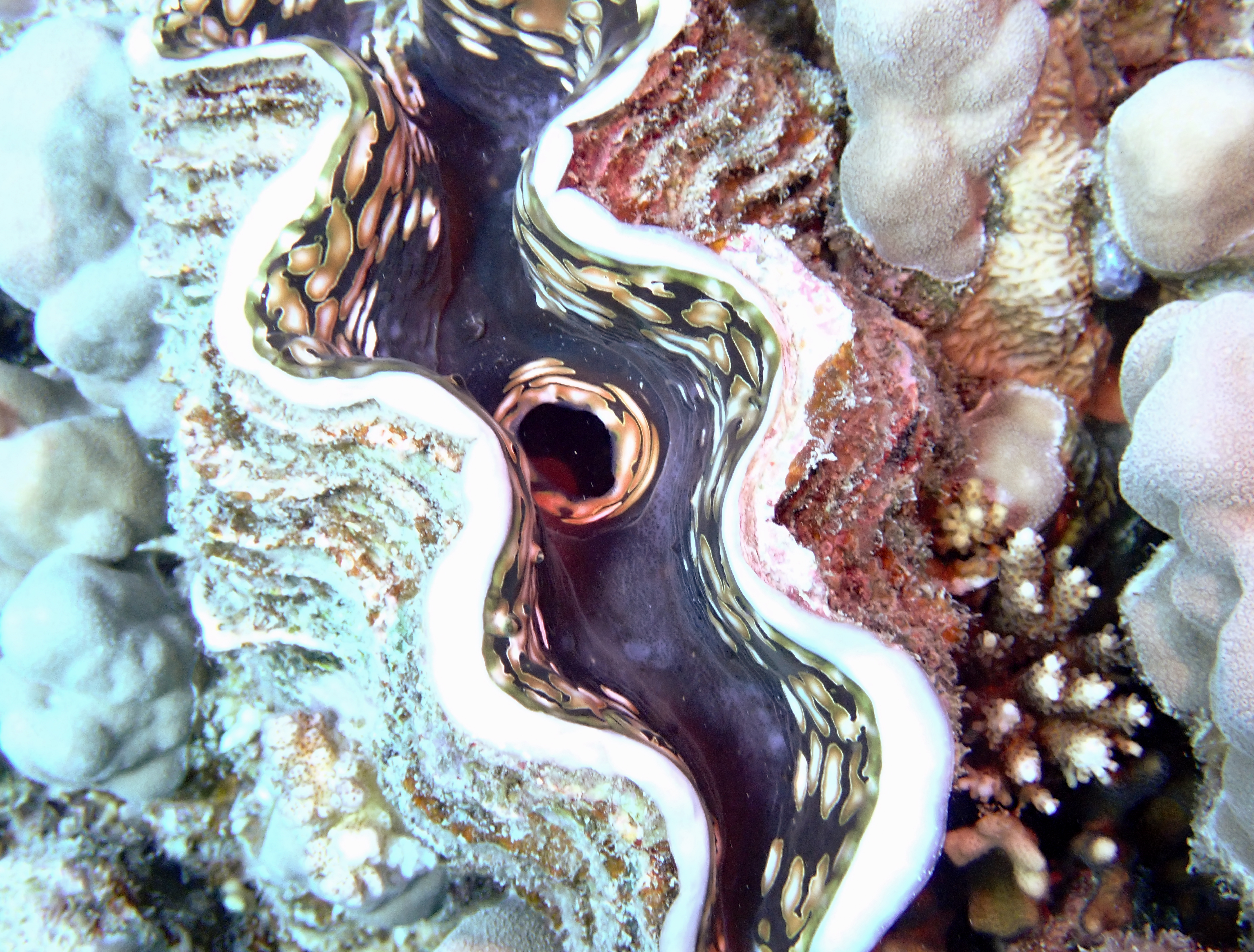 https://res.cloudinary.com/dt3d6t2ay/image/upload/v1670157980/obsidian/Egypte%20Nov%202022/Mollusques/Benitier_2_jzknhp.jpg