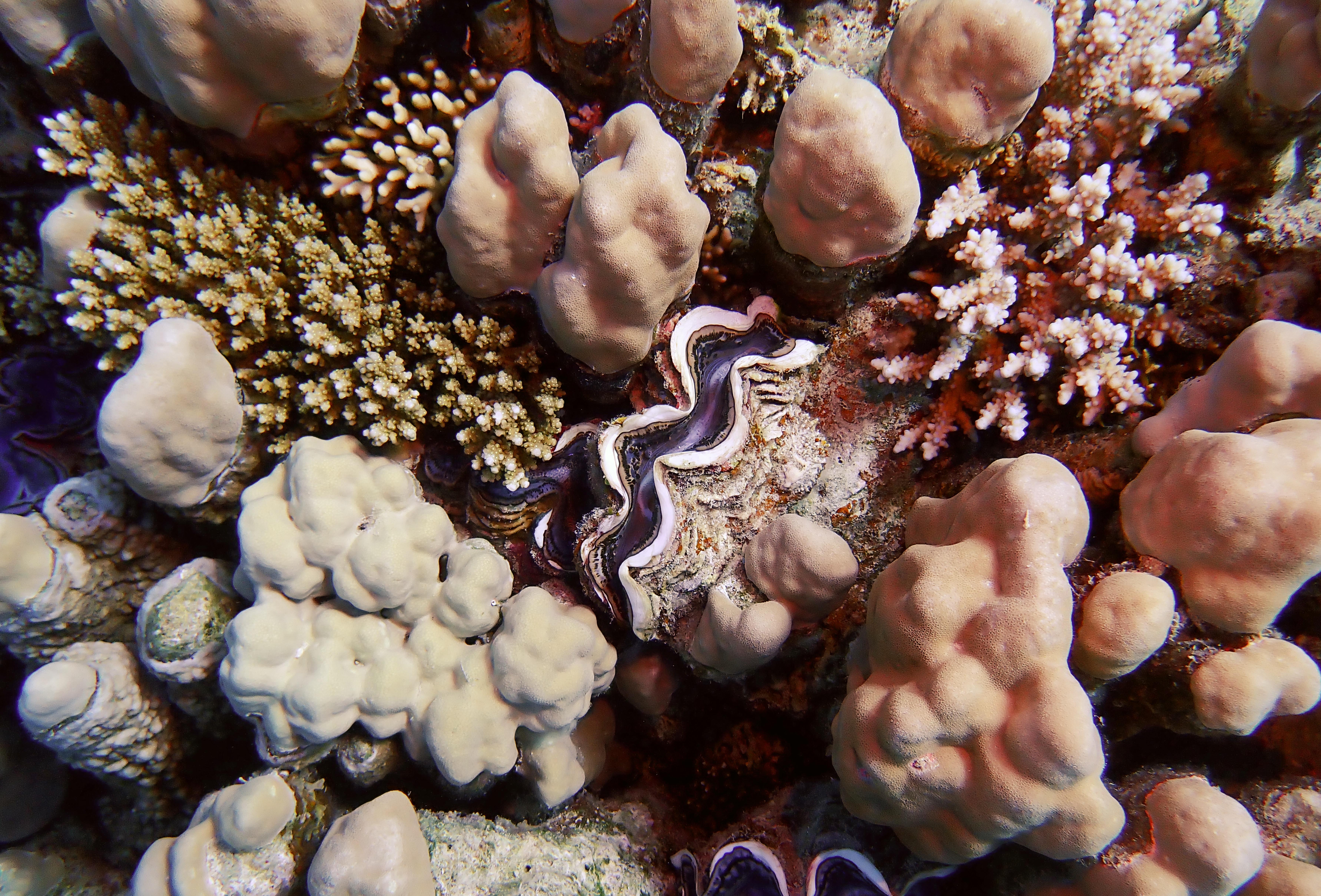 https://res.cloudinary.com/dt3d6t2ay/image/upload/v1670157995/obsidian/Egypte%20Nov%202022/Mollusques/Benitier_khalts.jpg