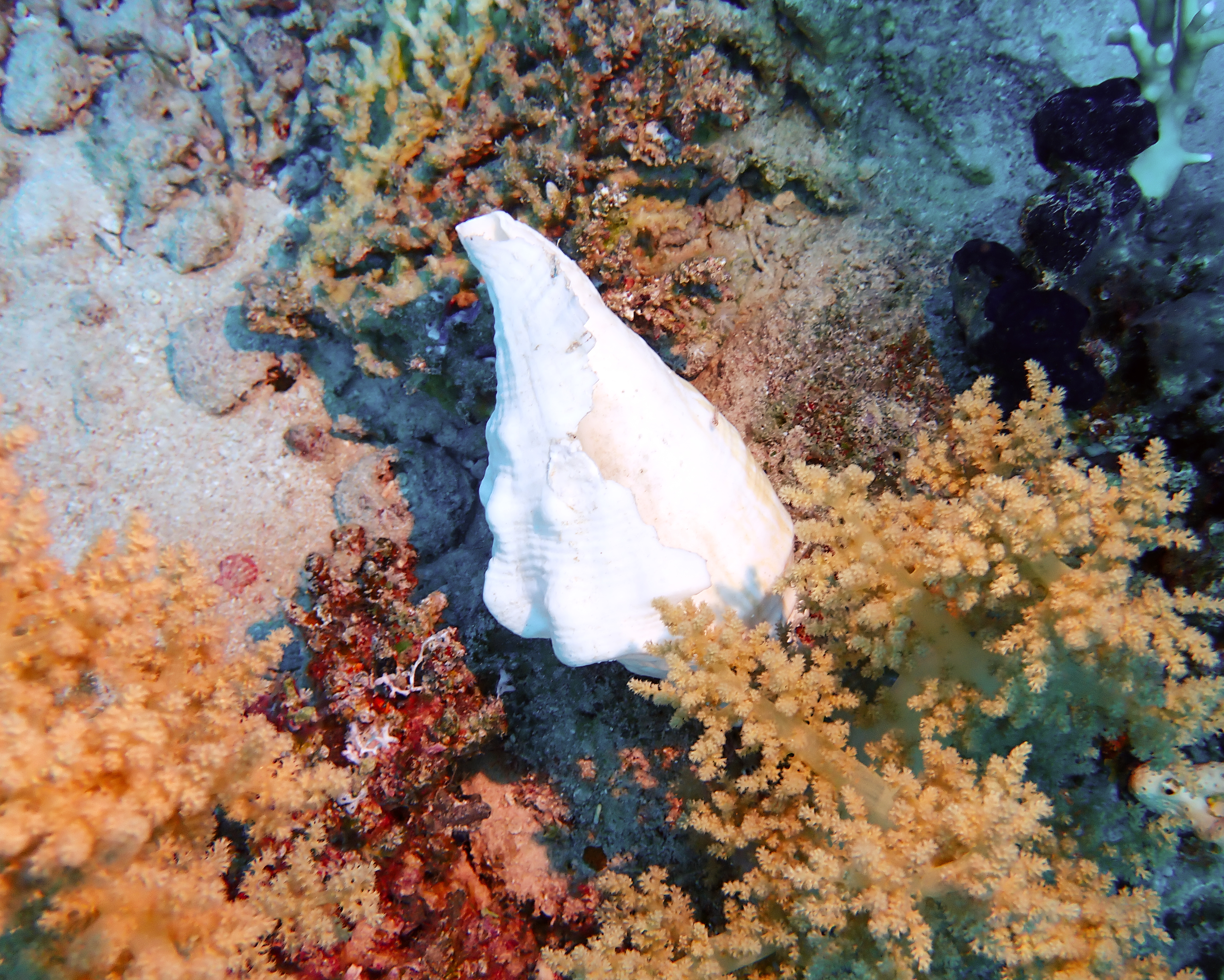 https://res.cloudinary.com/dt3d6t2ay/image/upload/v1670157997/obsidian/Egypte%20Nov%202022/Mollusques/PB270167_denkkf.jpg